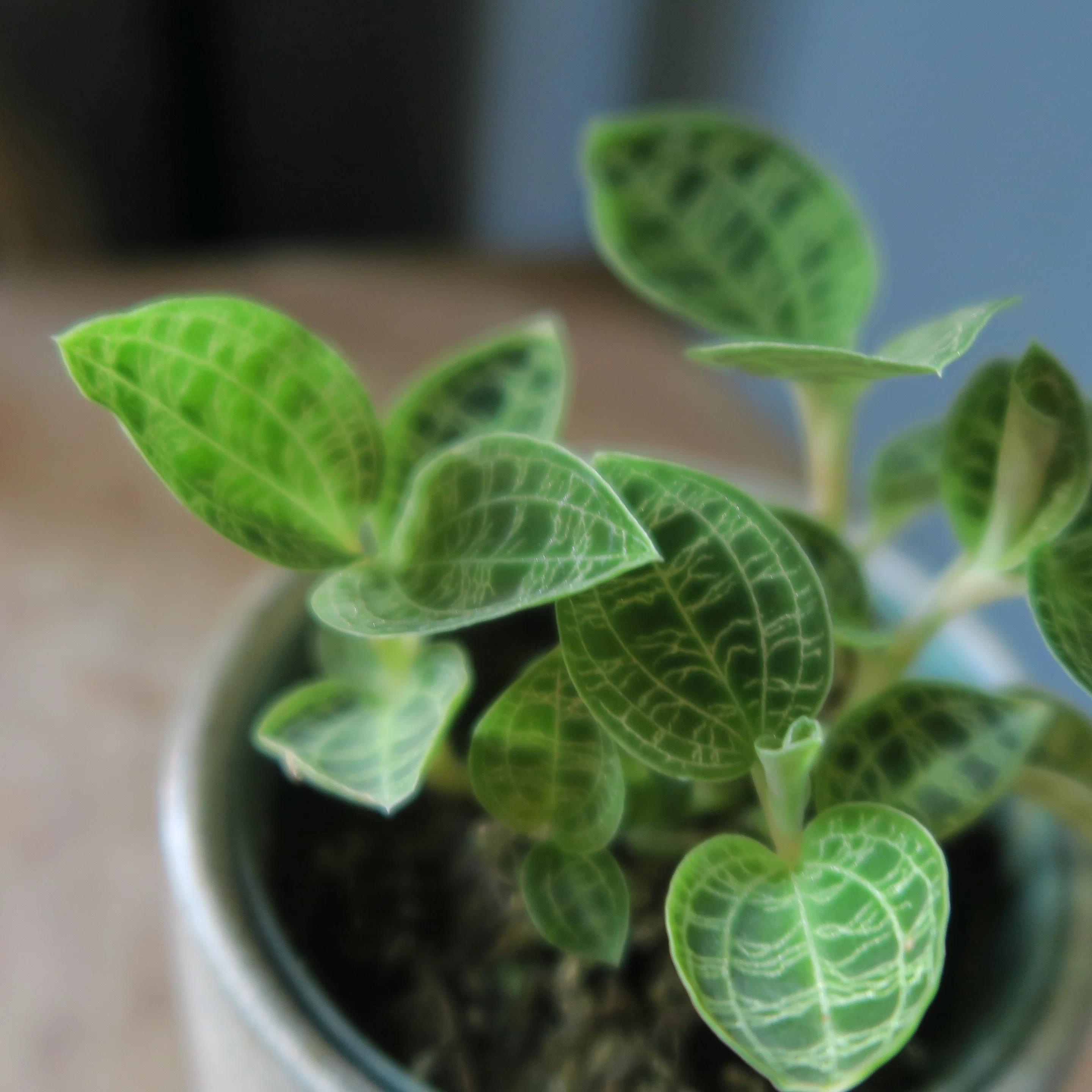 How to Grow Jewel Orchids｜花屋のラフ