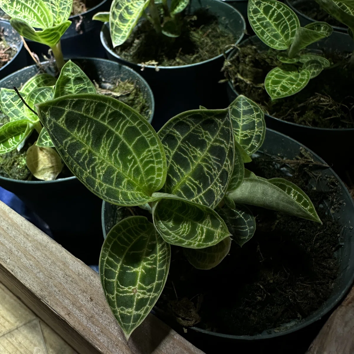 ジュエルオーキッドの育て方｜花屋のラフ