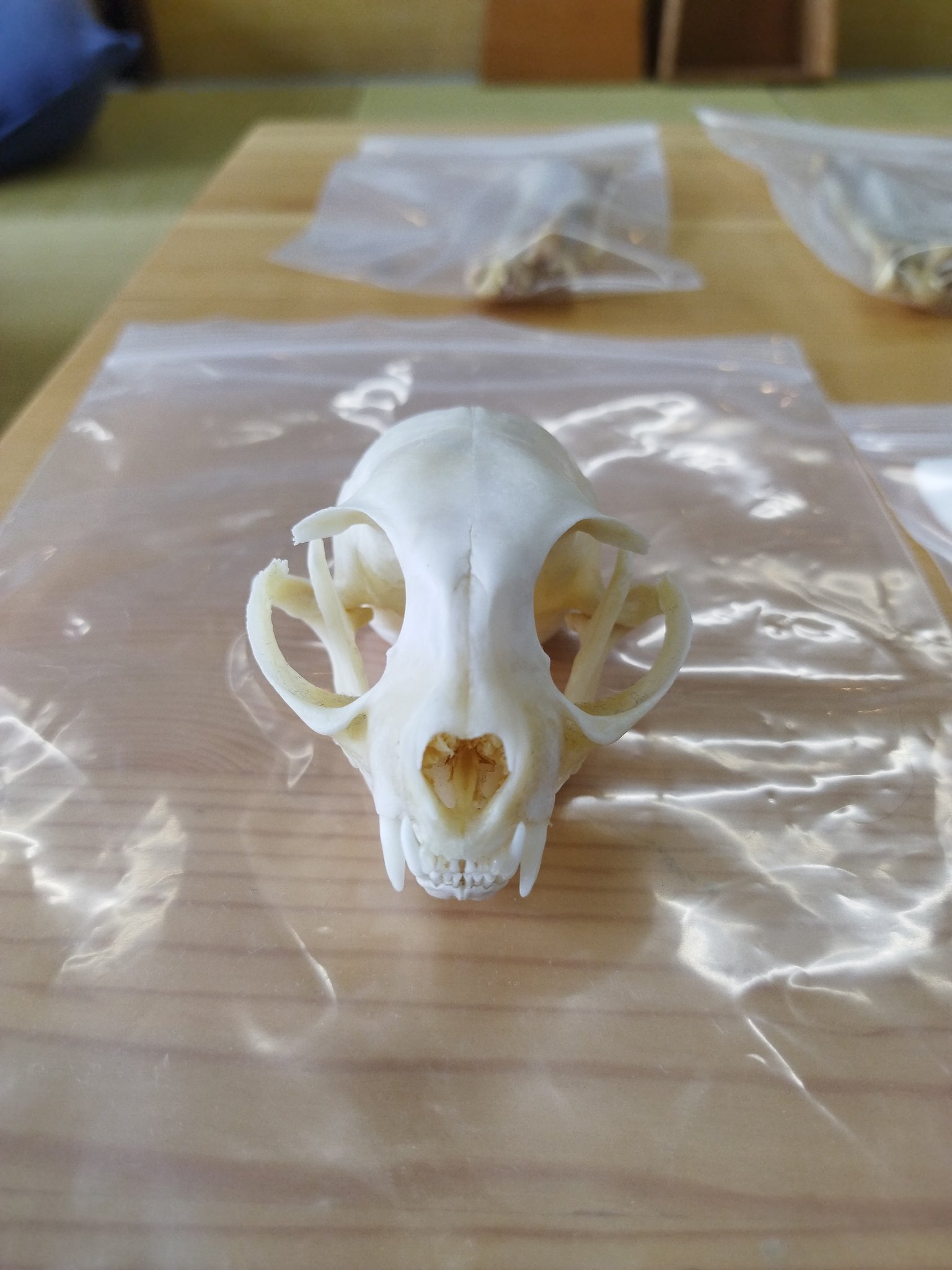 総合芸術学科生、骨格標本を愛す｜げいけんちゃん｜京都市立芸術大学