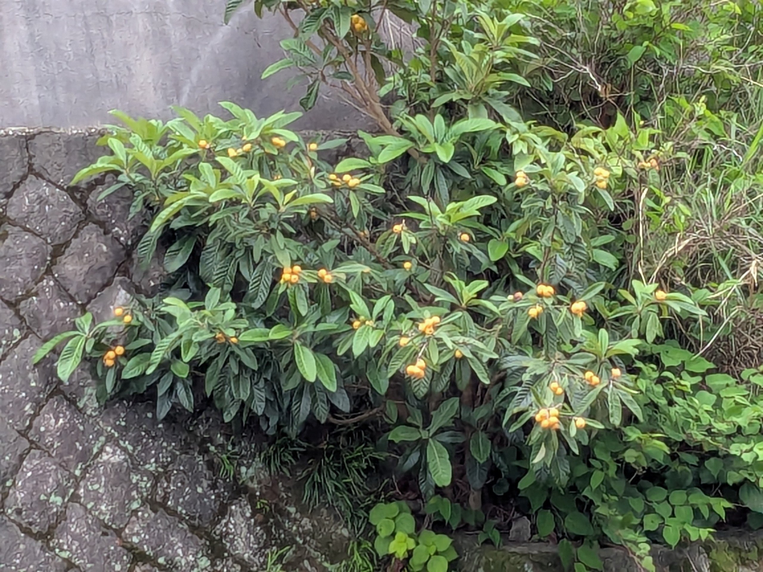 朝採り　樹齢百年枇杷の樹　自宅用 枇杷(びわ)の苗木 品種：なつたより【果樹の苗 13.5cmポット 1年生