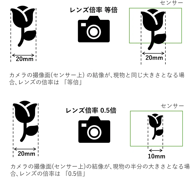 高倍率マクロ撮影スターターキット (M42・撮影倍率4倍) マクロ撮影に強いカメラはどれ？撮影倍率とセンサーサイズの話｜はなち