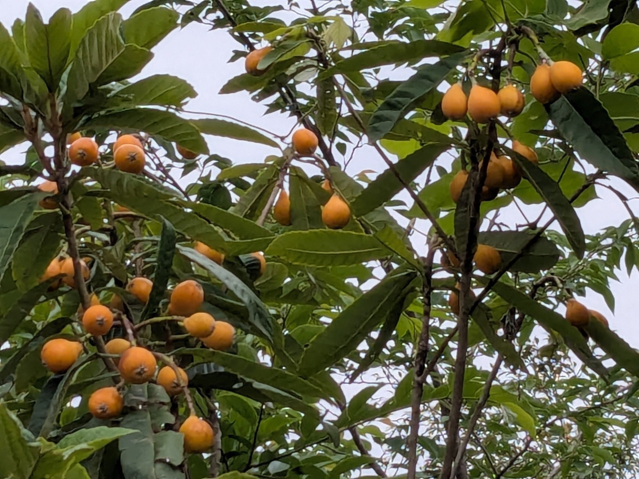 懐かしい枇杷の木｜水上伊織