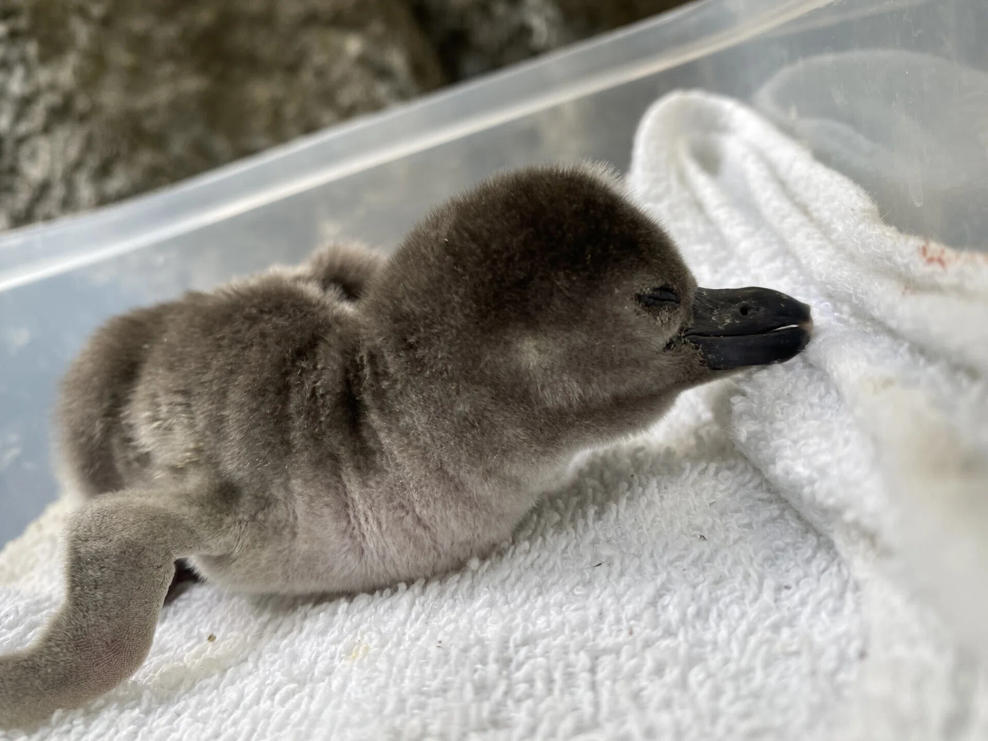 フンボルトペンギンのヒナたち誕生！｜仙台うみの杜水族館