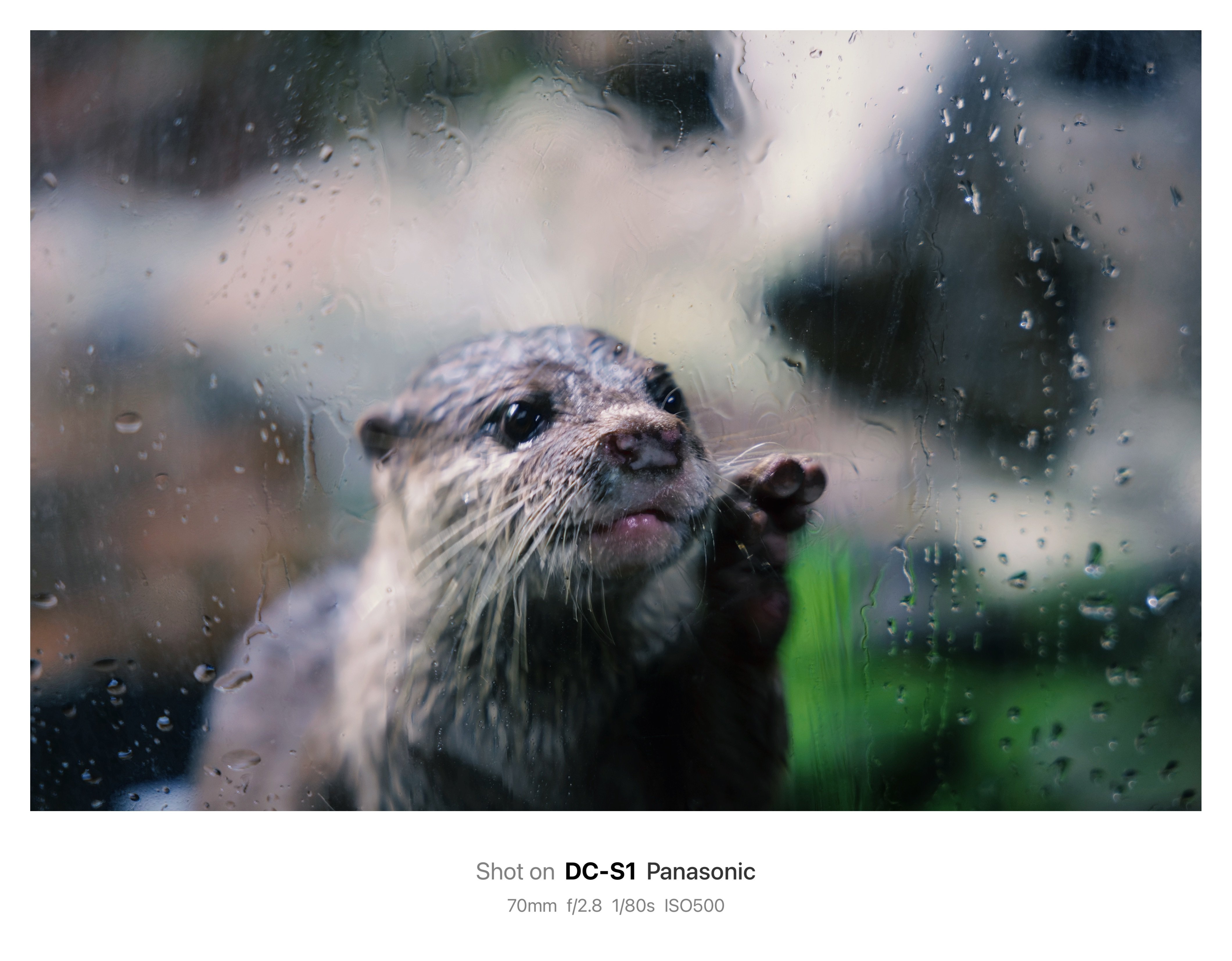 カワウソにドジョウを | sigma28-70mm f2.8 DG DN｜鈴木ユートピア