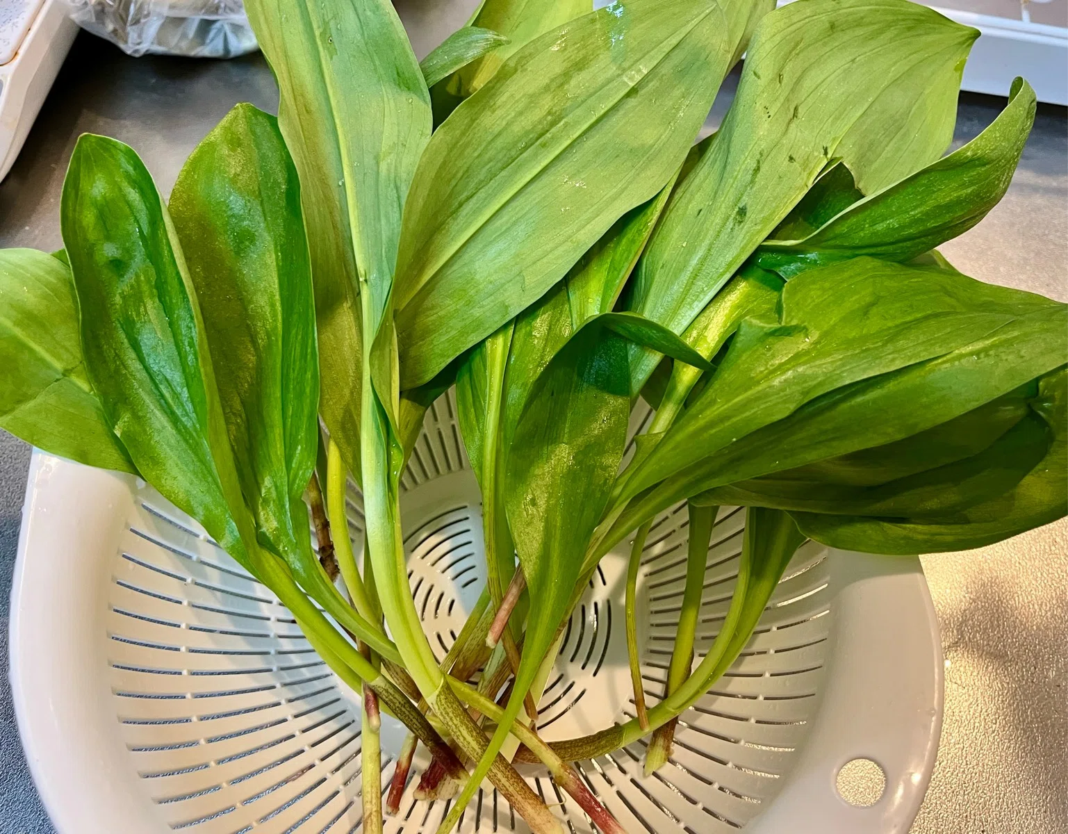 The Mountain Where You Can Harvest Infinite Alpine Leeks｜きつねの