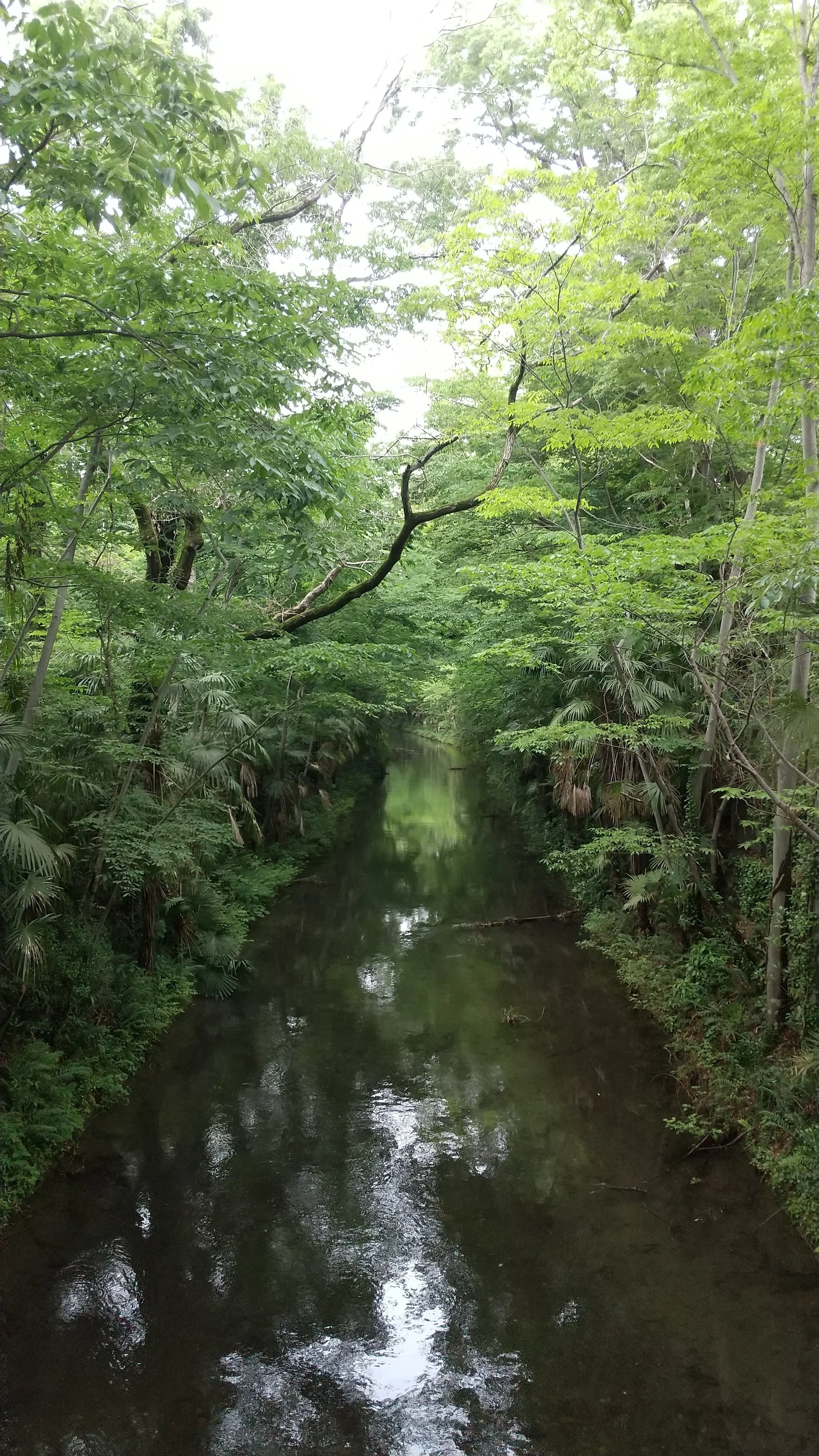 玉川上水散策。拝島駅から羽村の堰｜青木健一