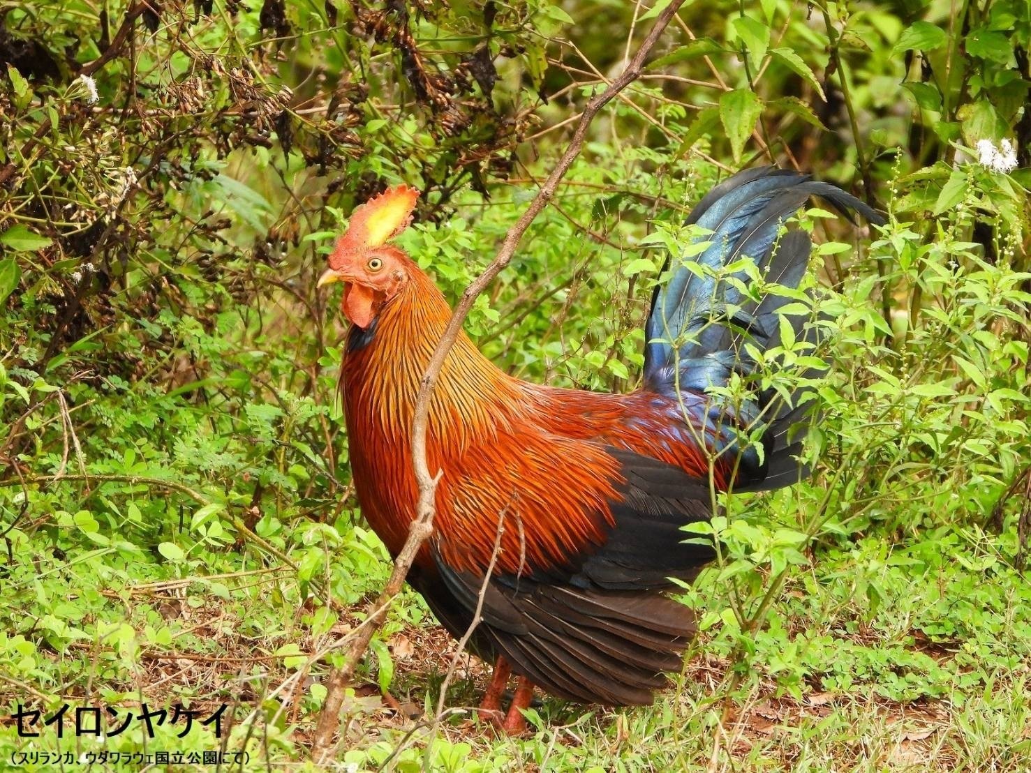 セイロンキシタアゲハ♂標本★スリランカ★ 106mm入手困難エリア鮮度抜群 Buy Shirakawa Kutsunugi-ishi, Japanese Stepping Stone
