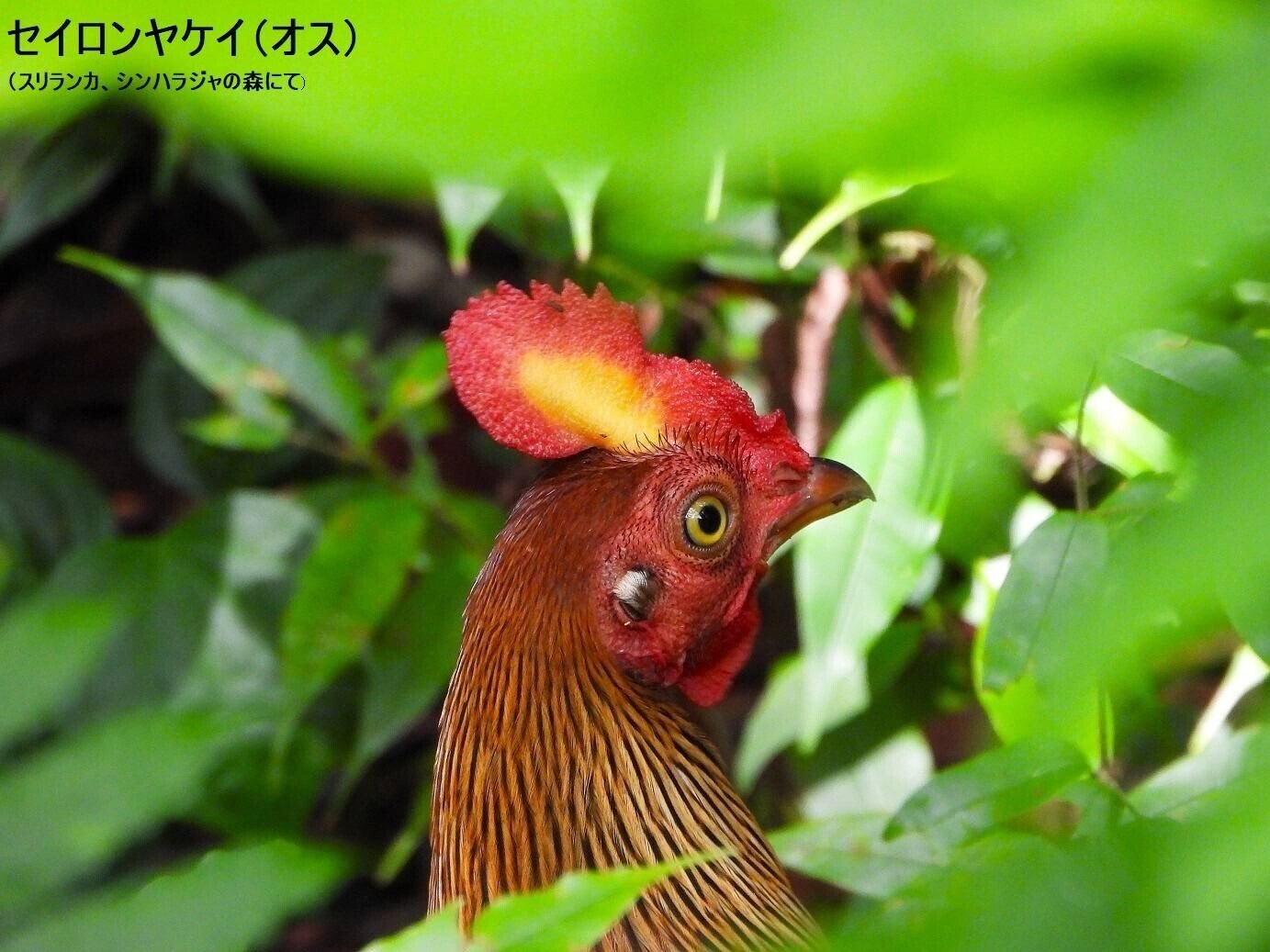スリランカ探鳥記16 セイロンヤケイ｜一羽一会(いちわいちえ