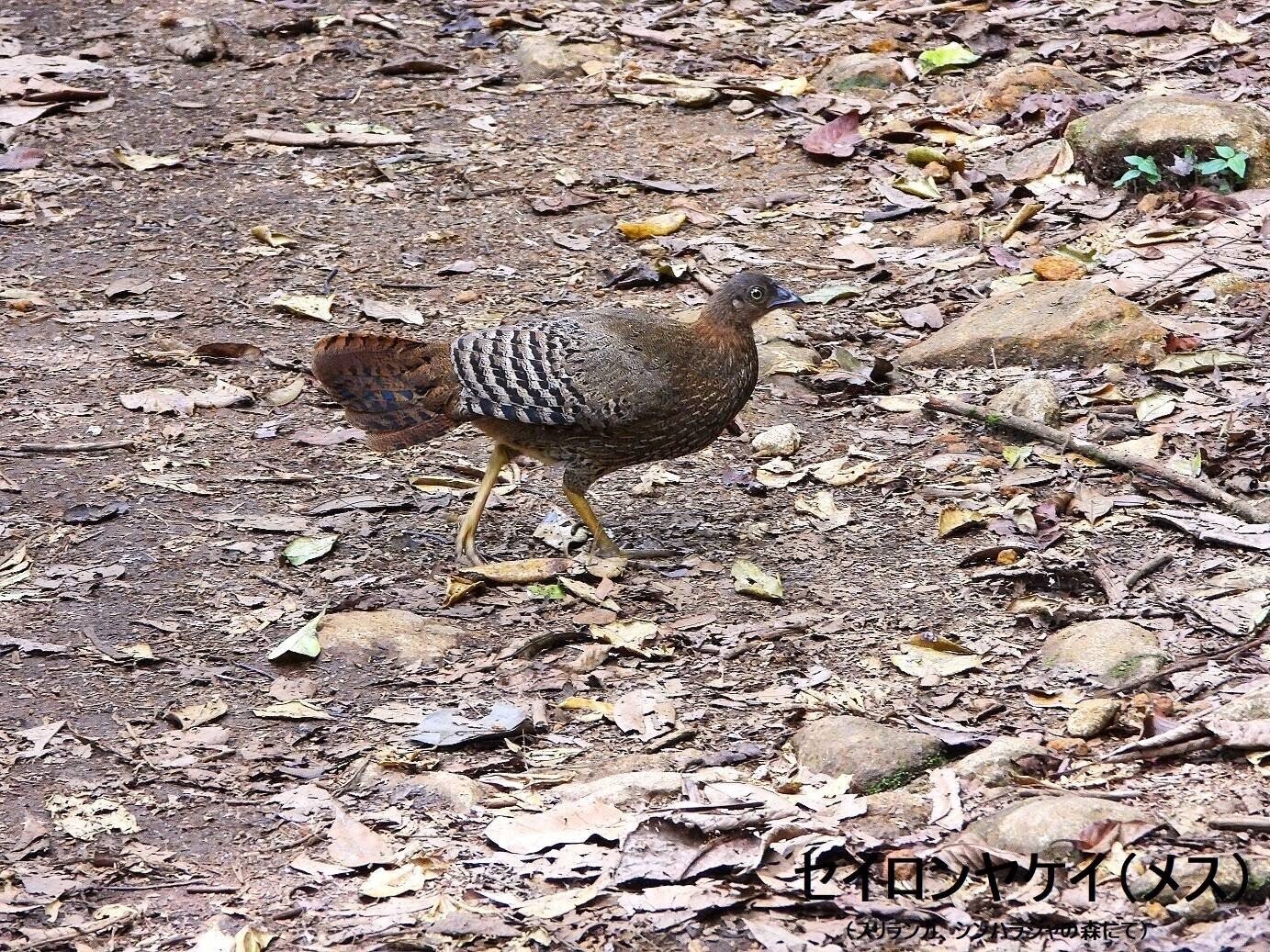 セイロンキシタアゲハ♂標本☆スリランカ☆ 106mm入手困難エリア鮮度