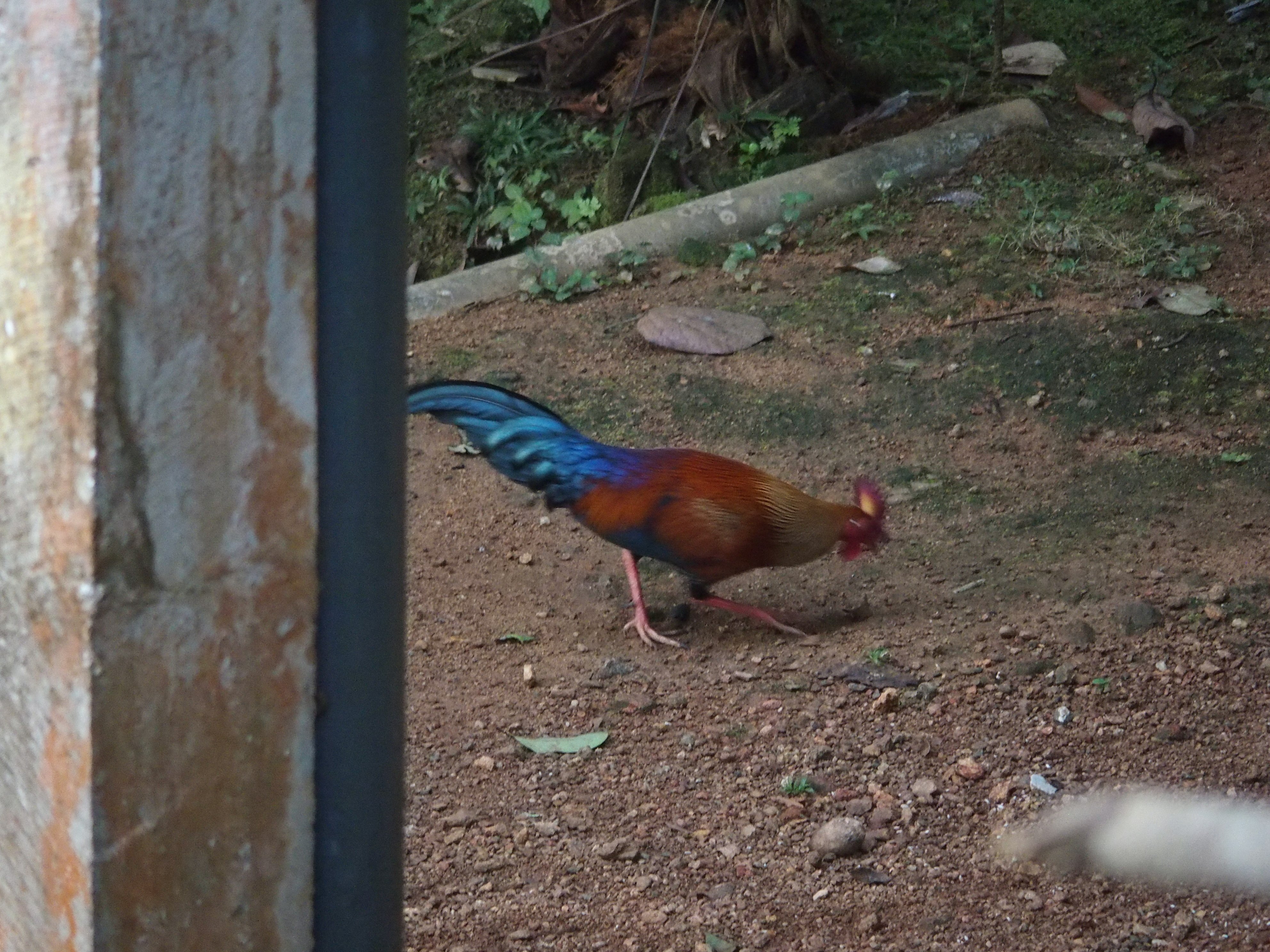 セイロンキシタアゲハ♂標本★スリランカ★ 106mm入手困難エリア鮮度抜群 児玉毅 Takeshi Kodama | RIDE THE EARTH 10 出版記念イベント