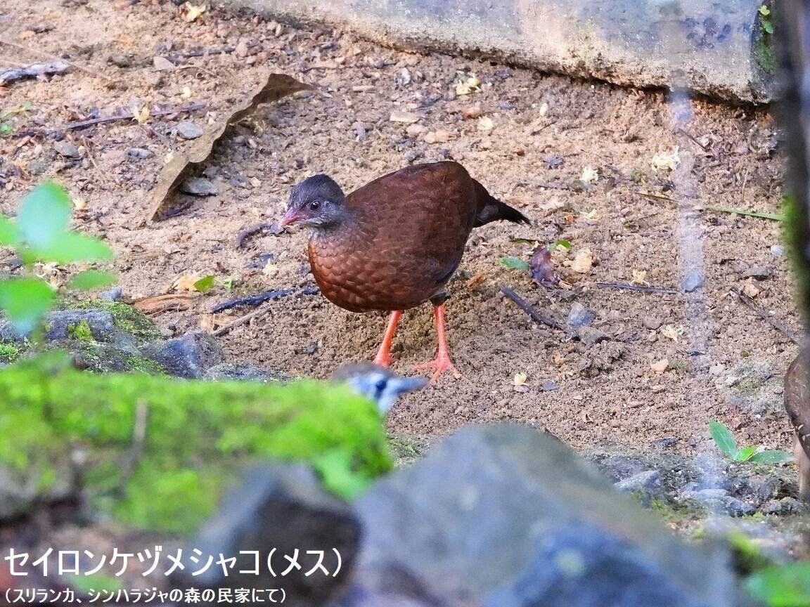 スリランカ探鳥記16 セイロンヤケイ｜一羽一会(いちわいちえ