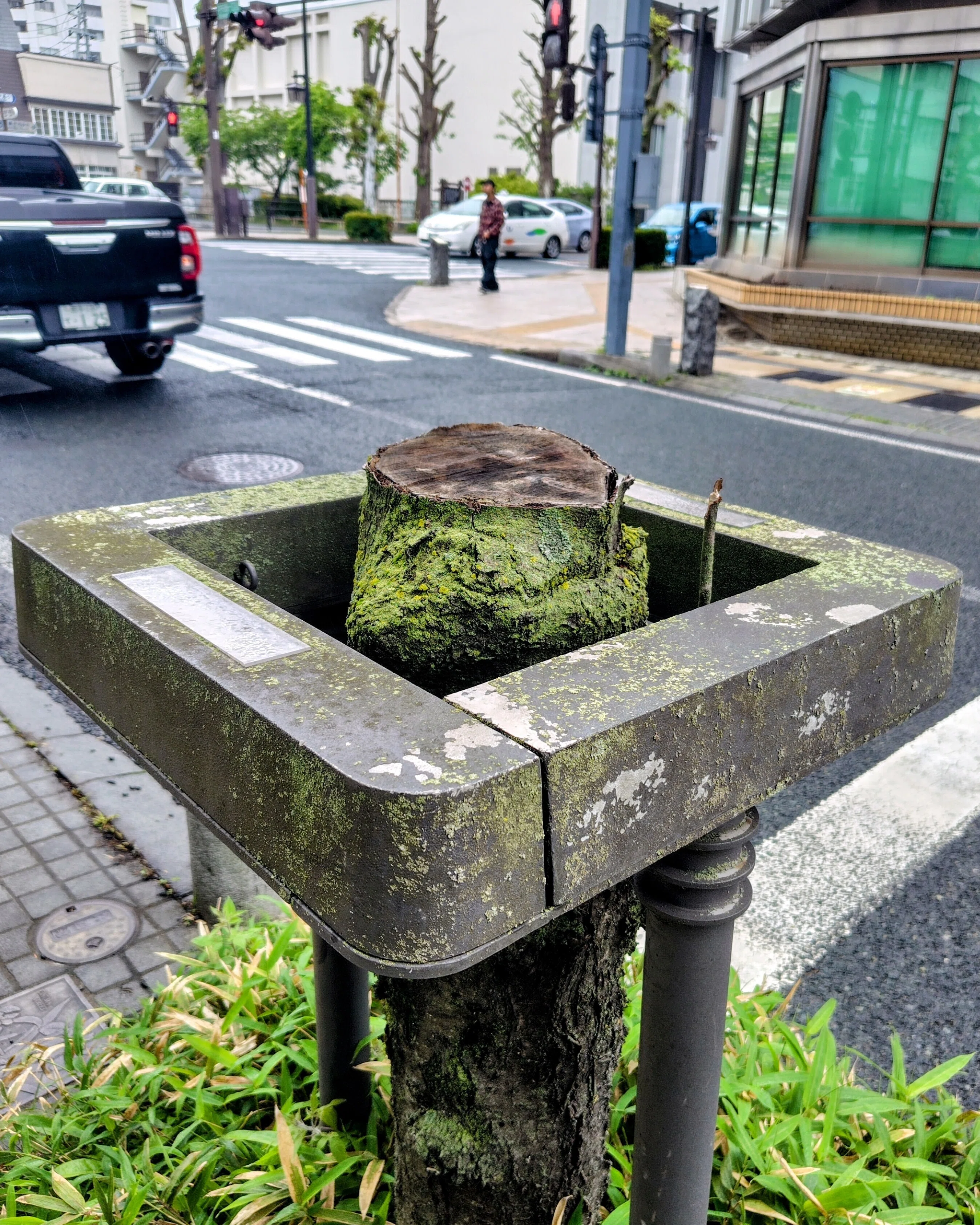 紫の舞、音の雨。小雨の中で観た“YOSAKOIさんさ”の美しさ｜黒服と