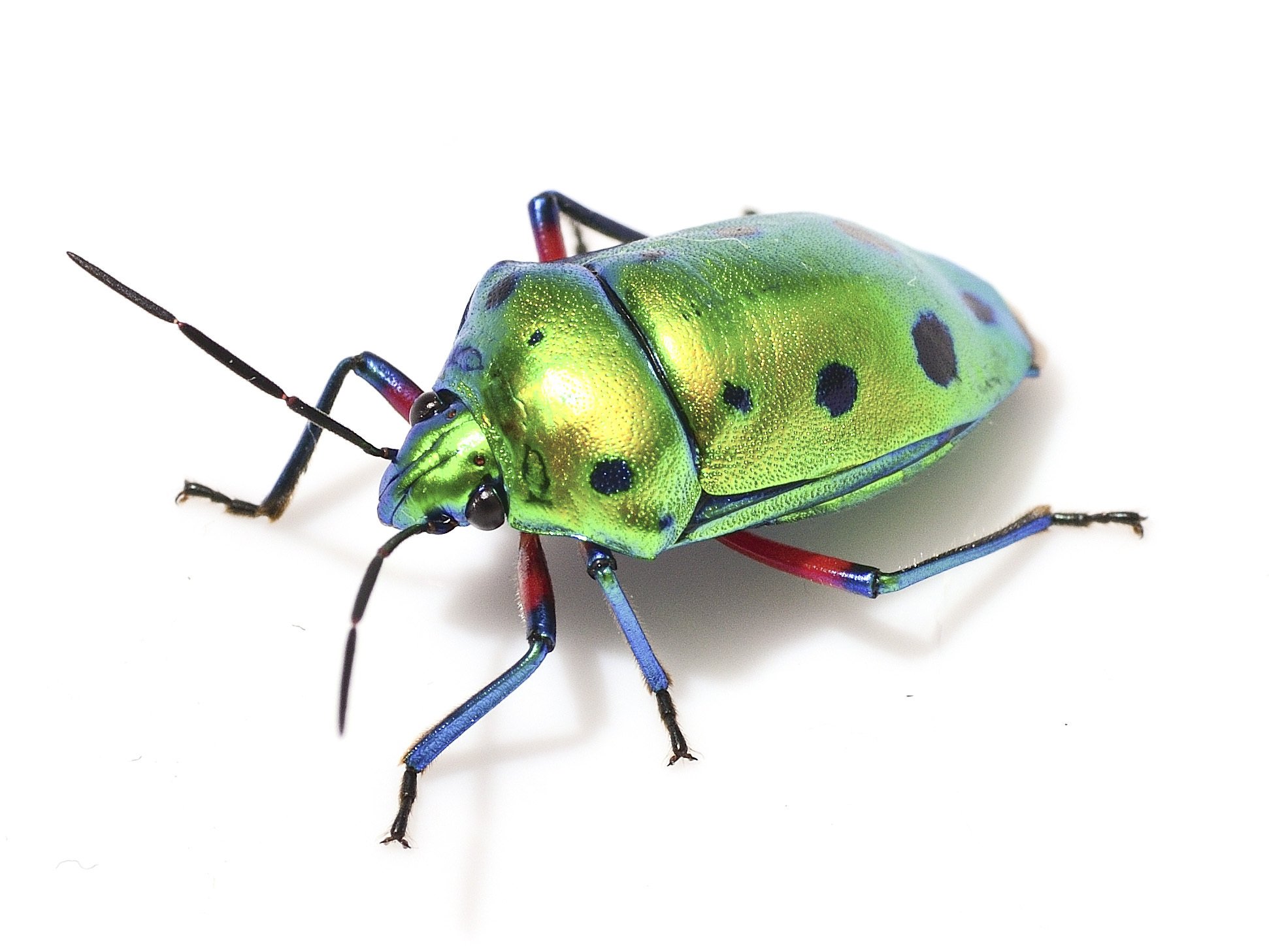 ギンポ堂クワガタマルカメムシと南米の甲虫 カメムシ界のスーパースター！ クワガタマルカメムシ : ありんこ
