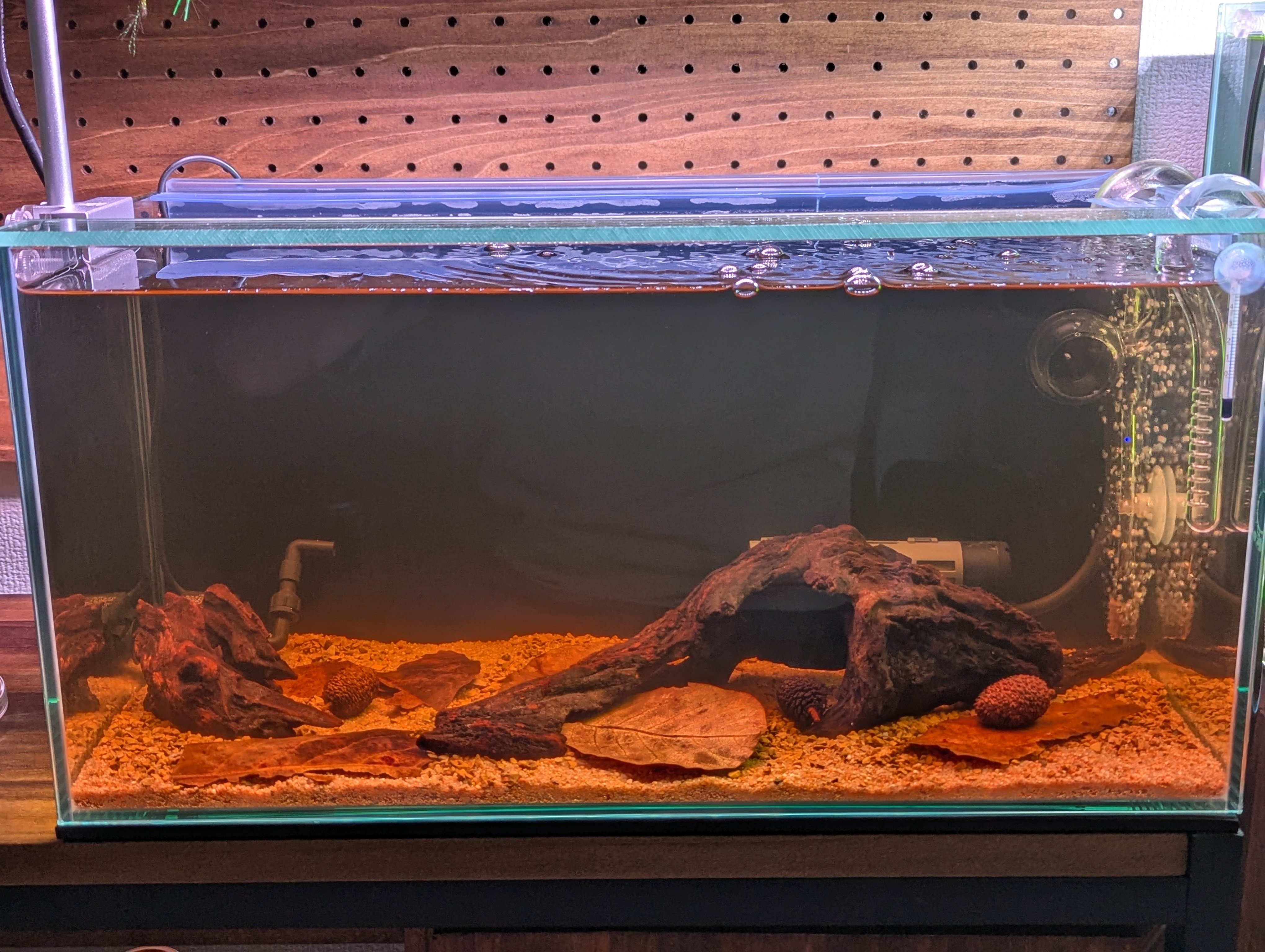 アクアリウム】ブラックウォーター水槽立ち上げでやった全てのこと