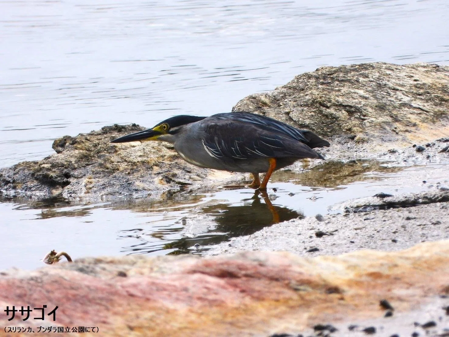 スリランカ探鳥記17 サギ特集 ｜一羽一会(いちわいちえ)/野鳥愛好家