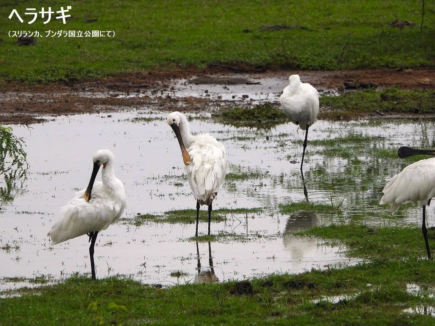 スリランカ探鳥記17 サギ特集 ｜一羽一会(いちわいちえ)/野鳥愛好家