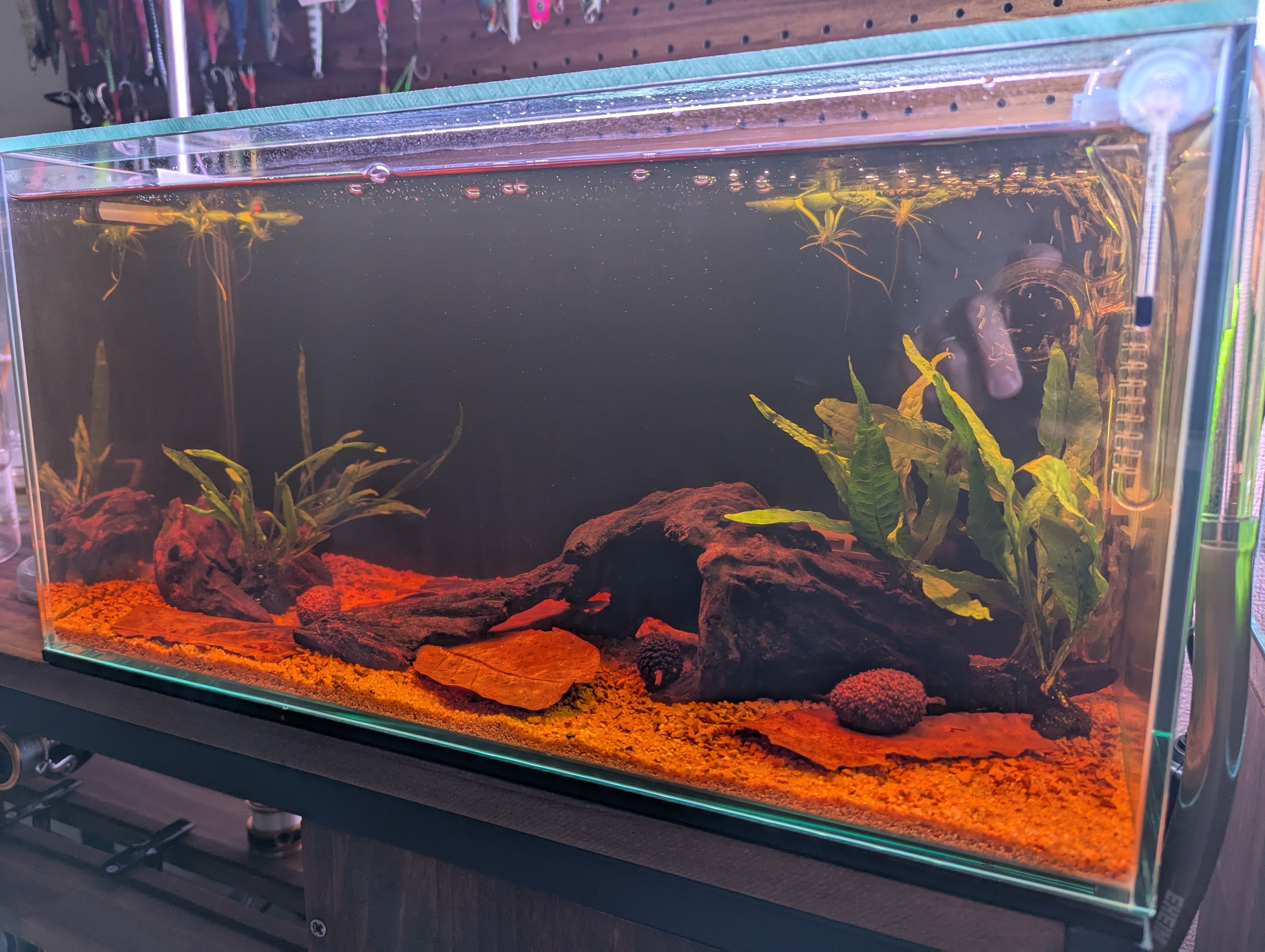 アクアリウム】ブラックウォーター水槽立ち上げでやった全てのこと