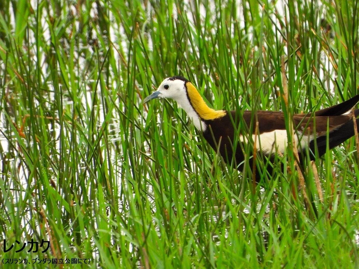 スリランカ探鳥記18 水辺の鳥たち｜一羽一会(いちわいちえ)/野鳥愛好家