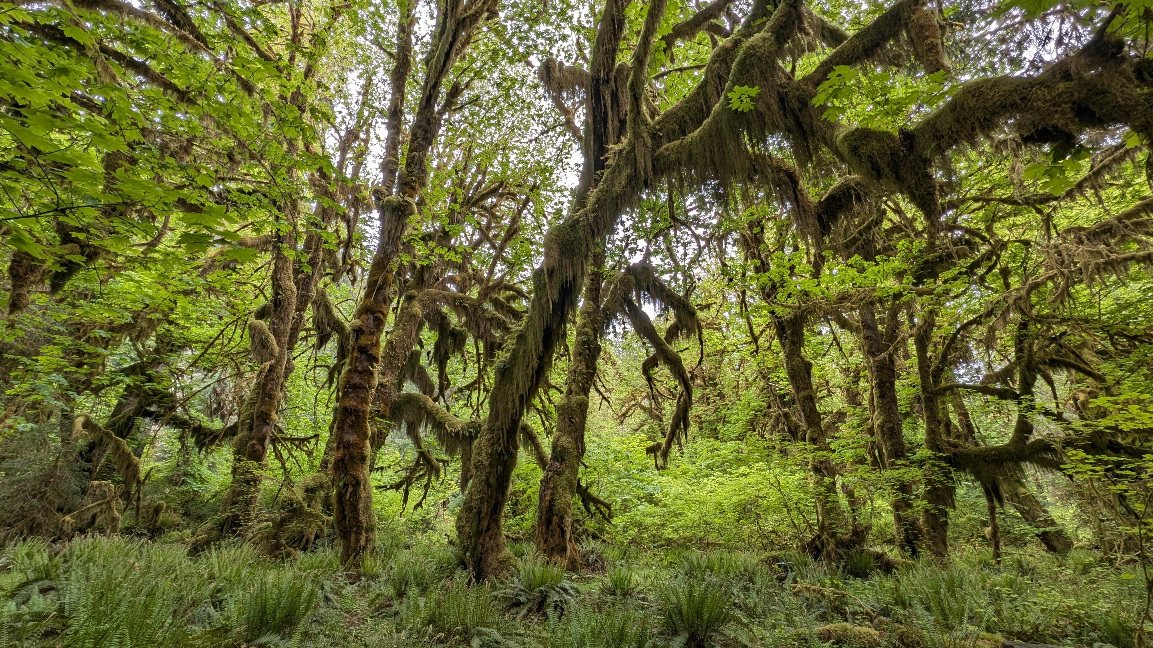 シアトル近郊にある世界遺産のオリンピック国立公園は大自然の宝庫だっ