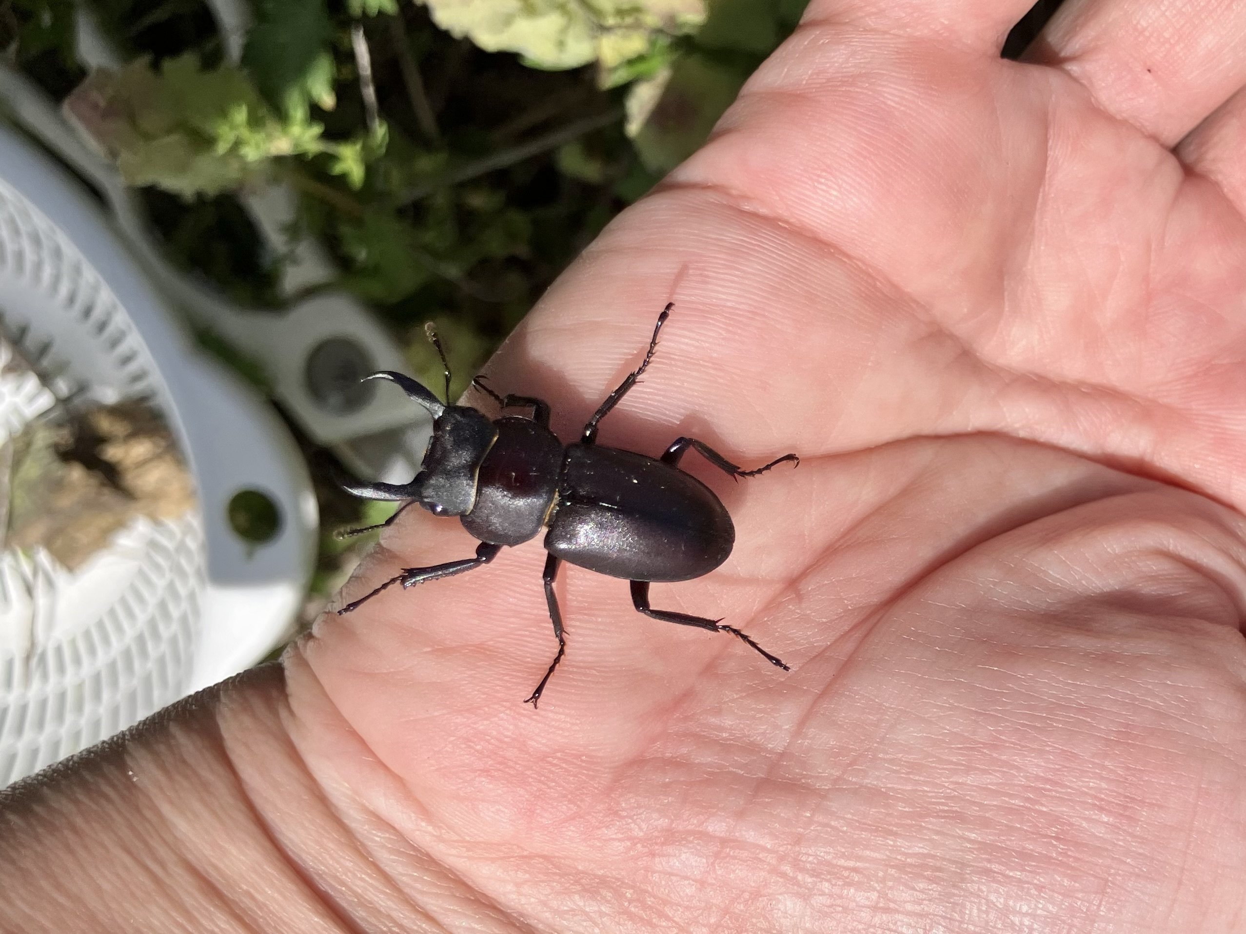 第41回クラフトフェアまつもと2025｜shinchu_rama