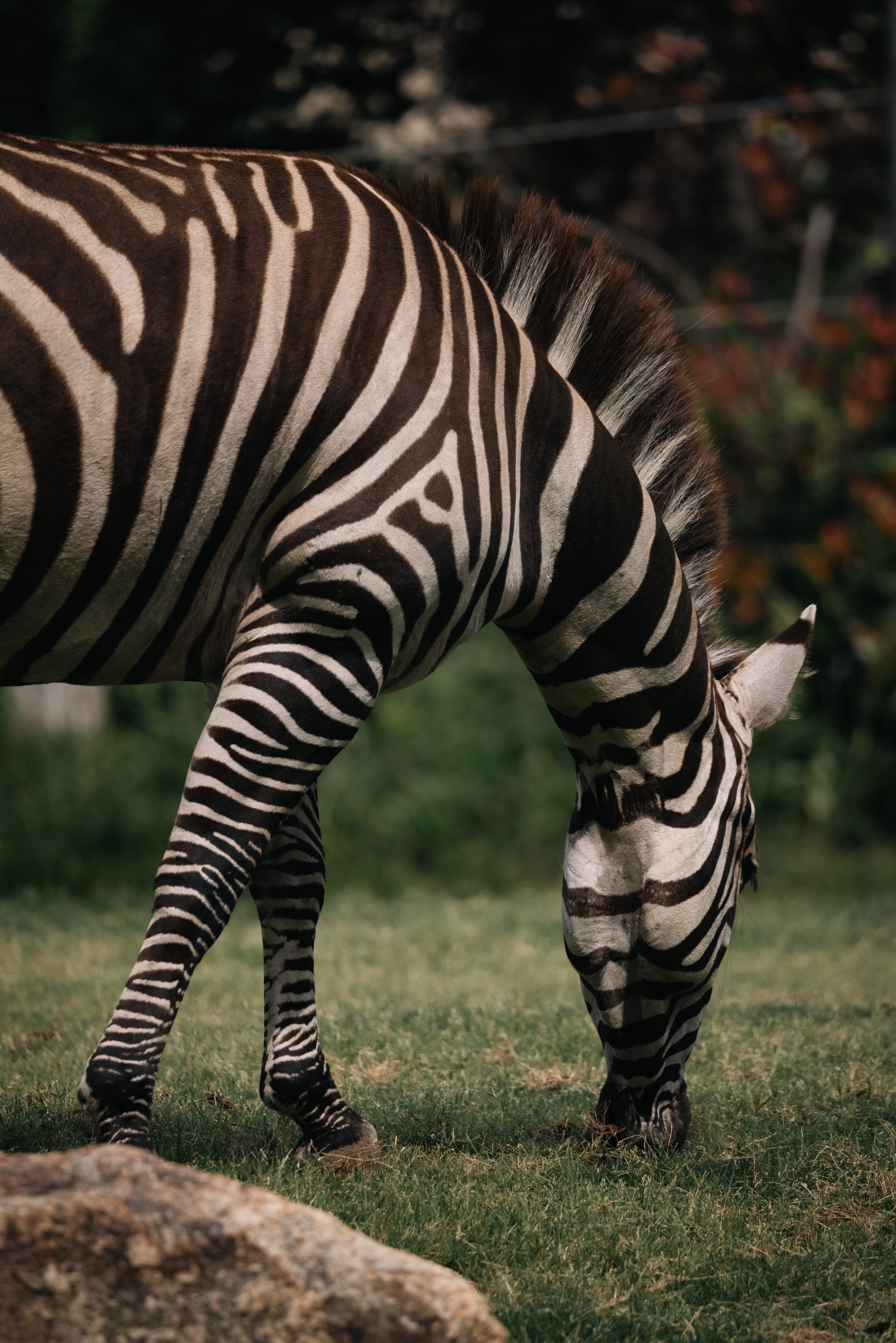 Leica SL2+SIGMA 100-400mm F5-6.3で撮る天王寺動物園｜ざりお