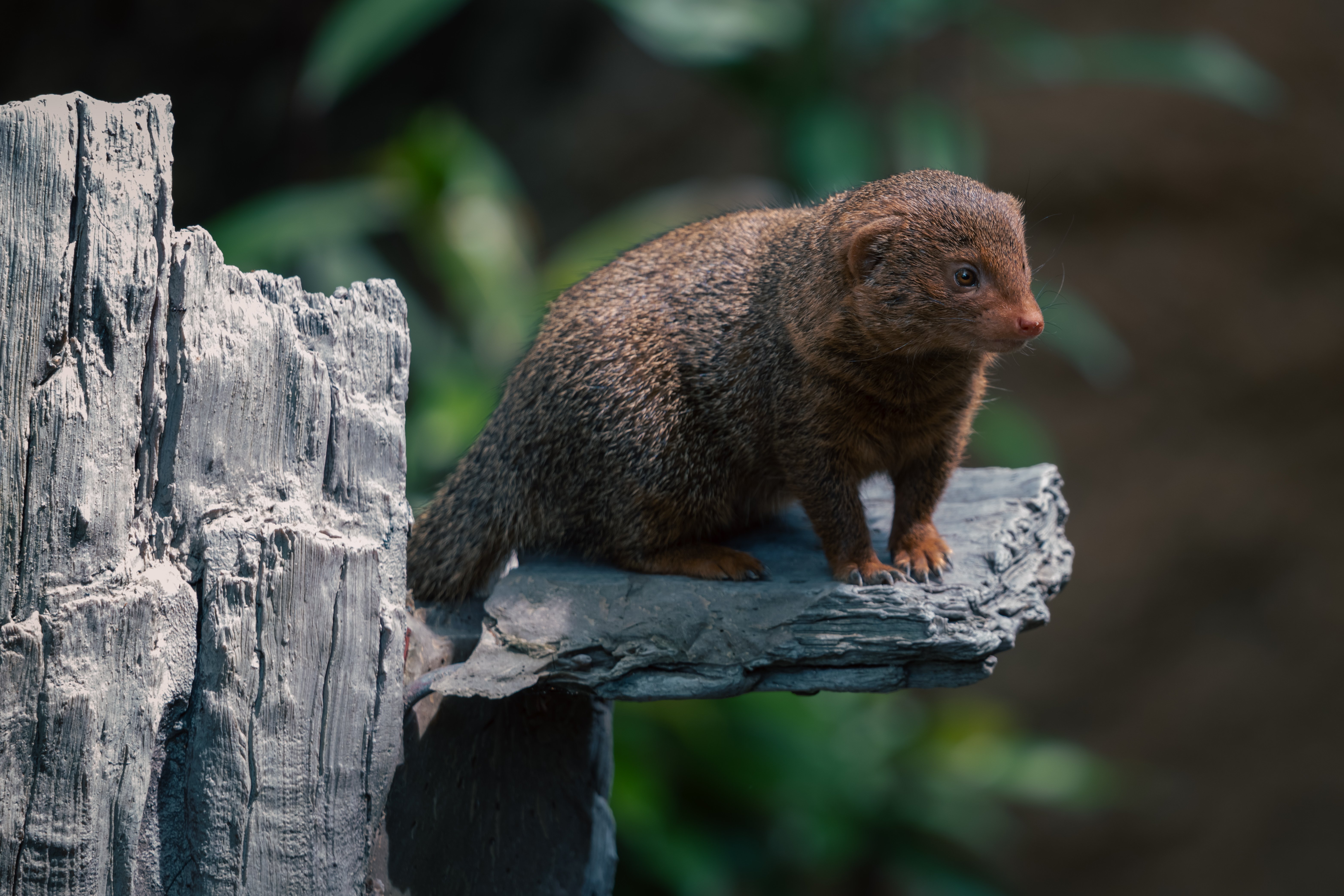 最鏡さぶちゃん　PRO２本　ゴリラのため息２本 最鏡さぶちゃん PRO2本 ゴリラのため息2本 最鏡さぶちゃん PRO2