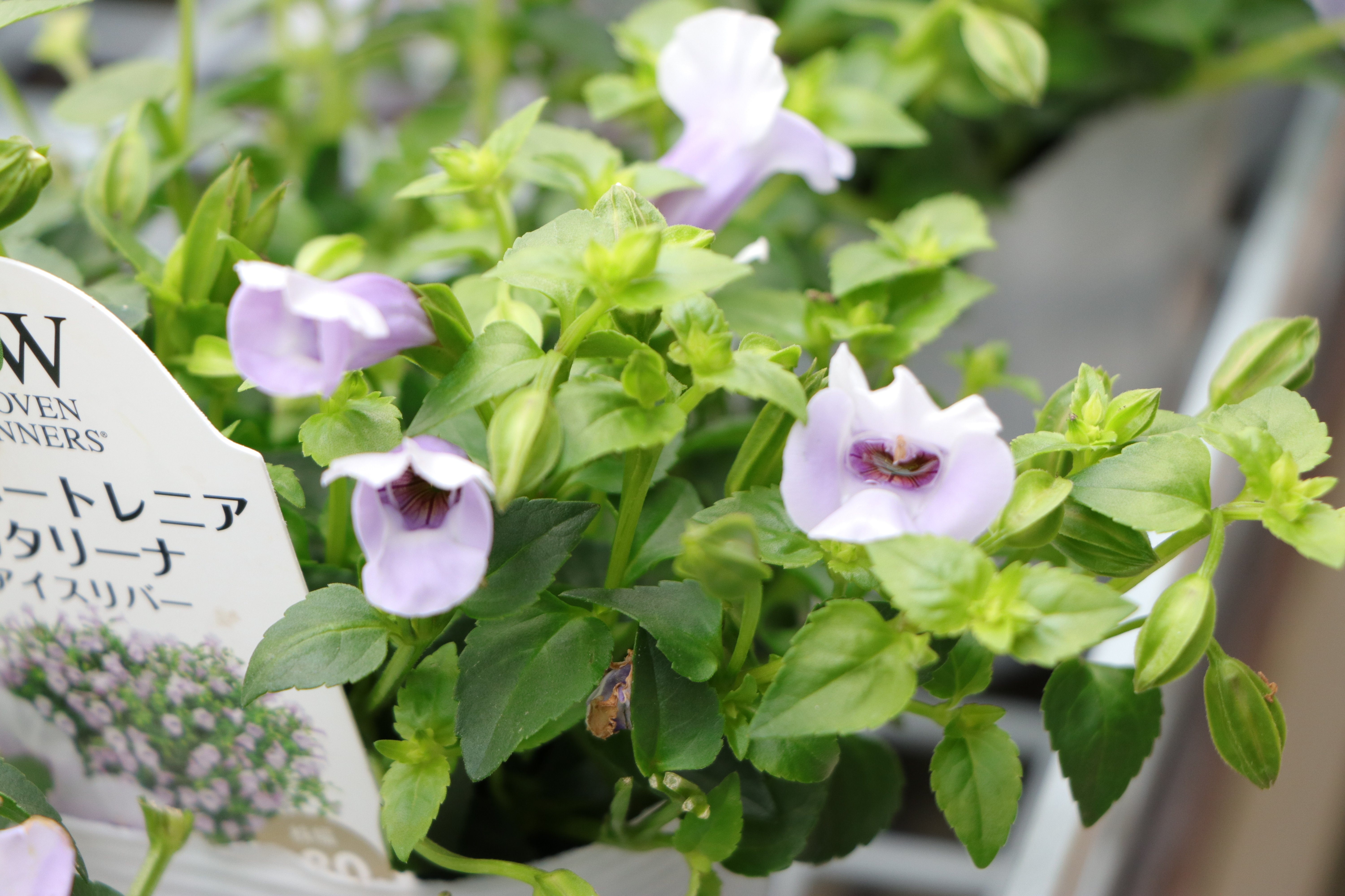 🌼6月が植えどき！｜園芸研究員 ピポパボ