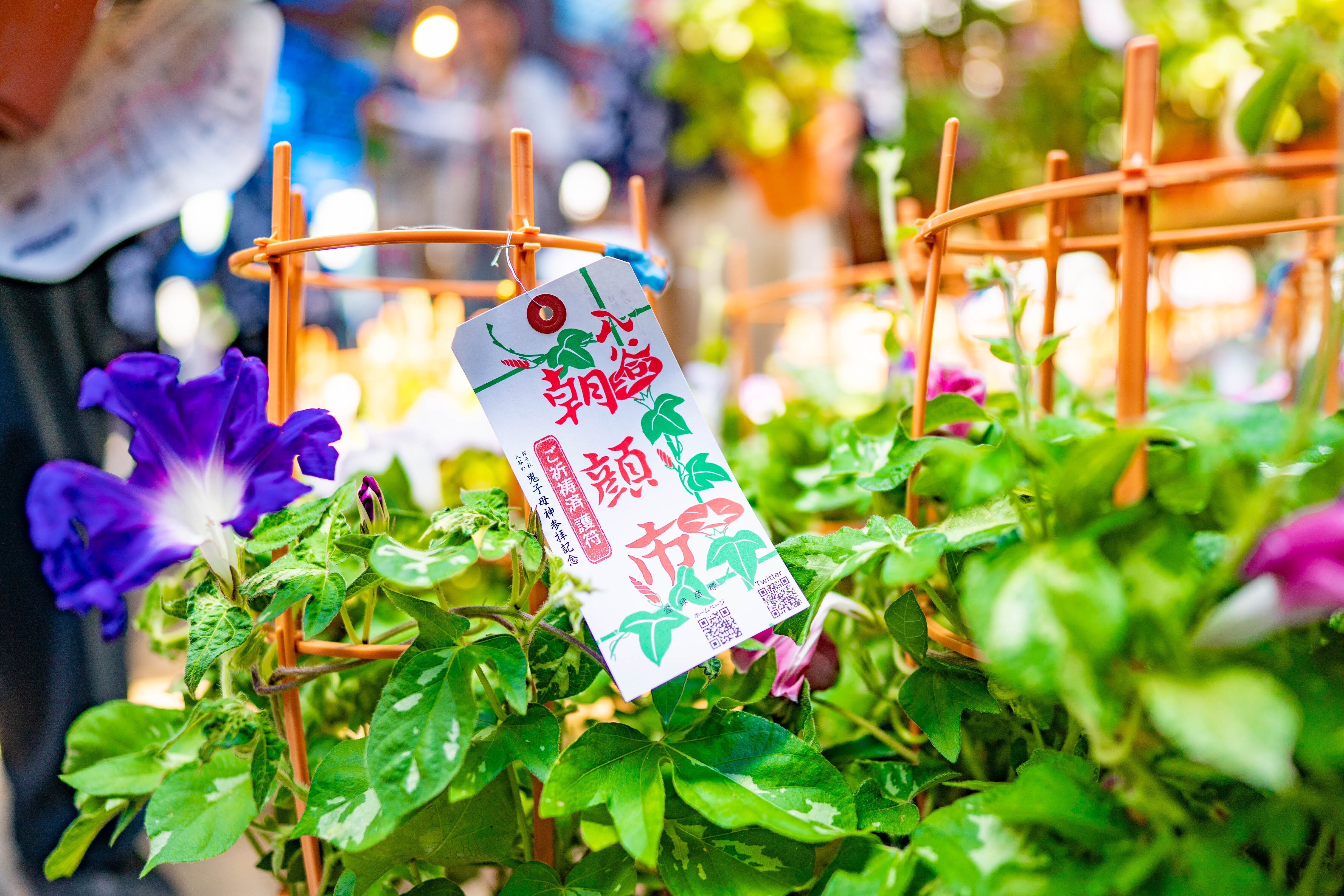 なぜ江戸っ子は七夕に朝顔を買う？ 徳を積み、お金を浄化する夏の