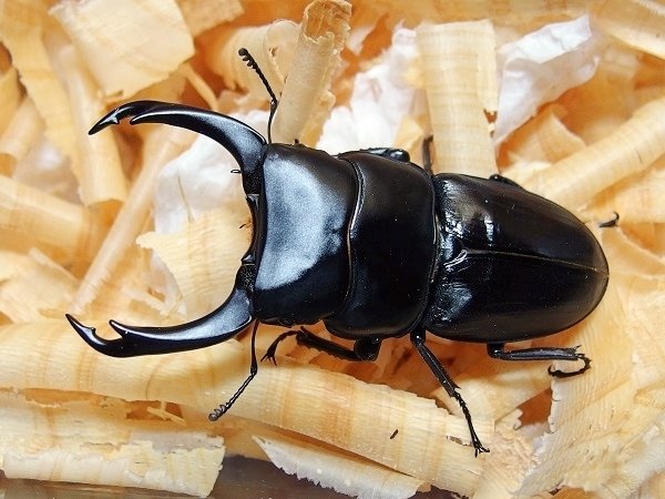 ミンダナオ産 パリーオオクワガタの飼育記録【2013～2015】｜AKECHI