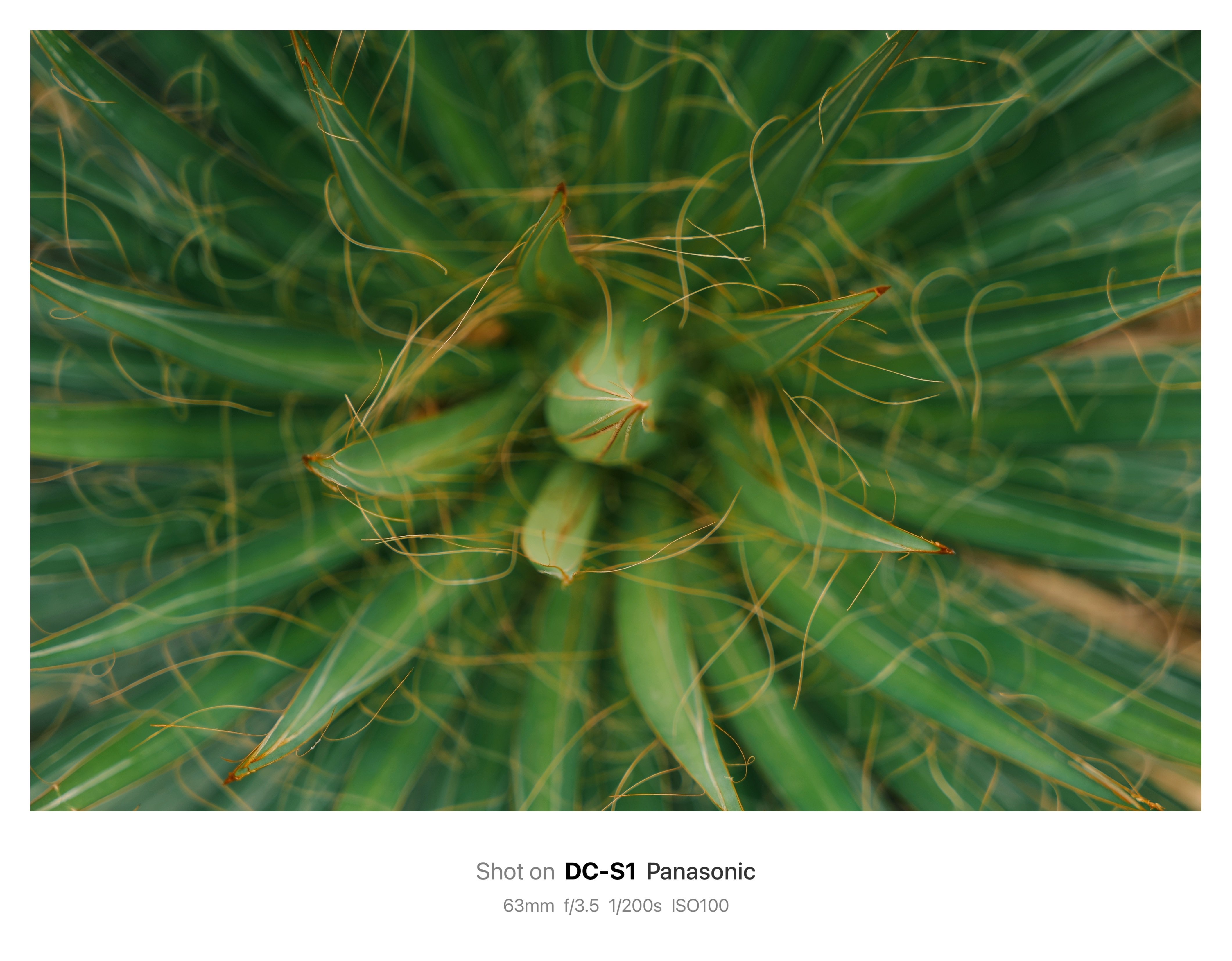 サボテン様 サボテンを真上から撮れ！ | SIGMA28-70mm f2.8 DG DN｜鈴木ユートピア