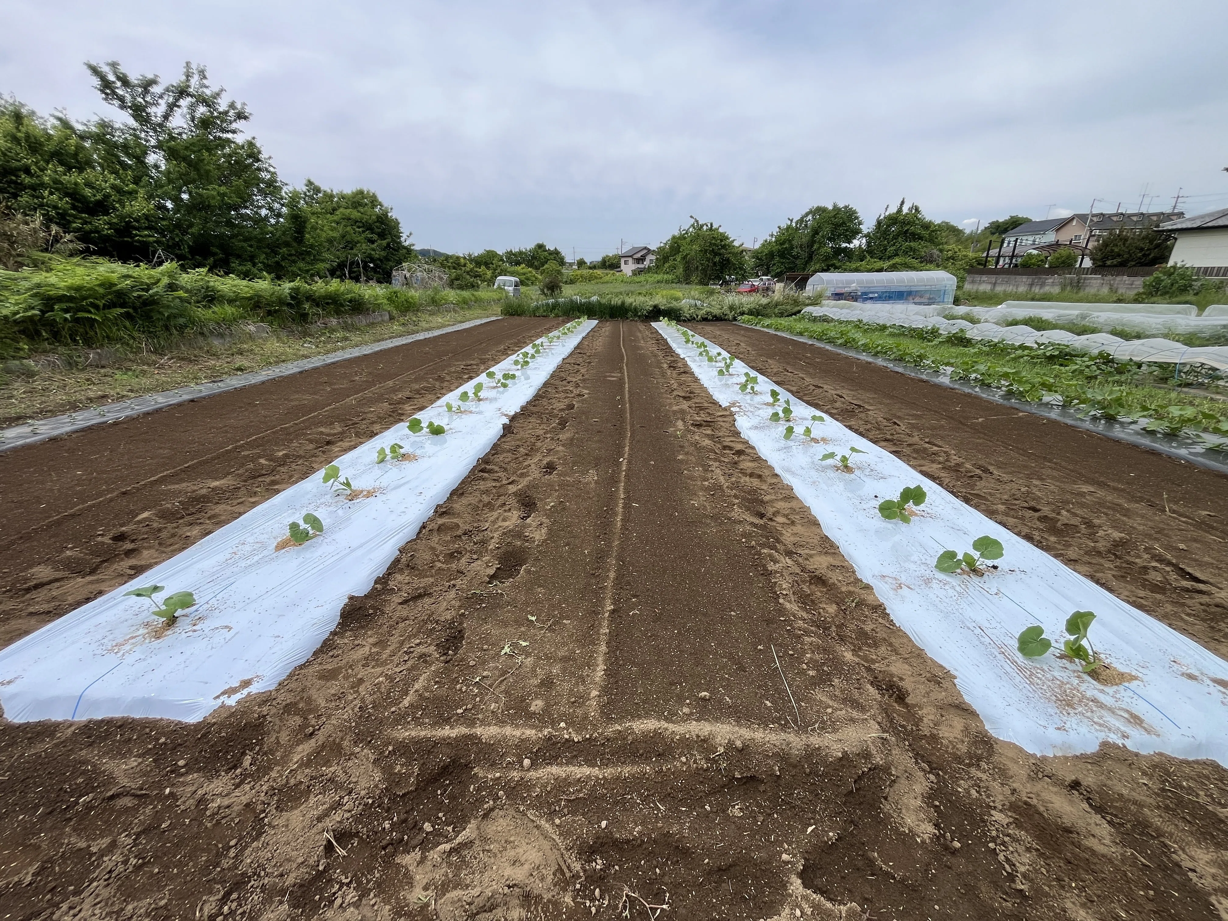 Planting Cherry Tomatoes and Snow-White Pumpkins ~ 25/05/26