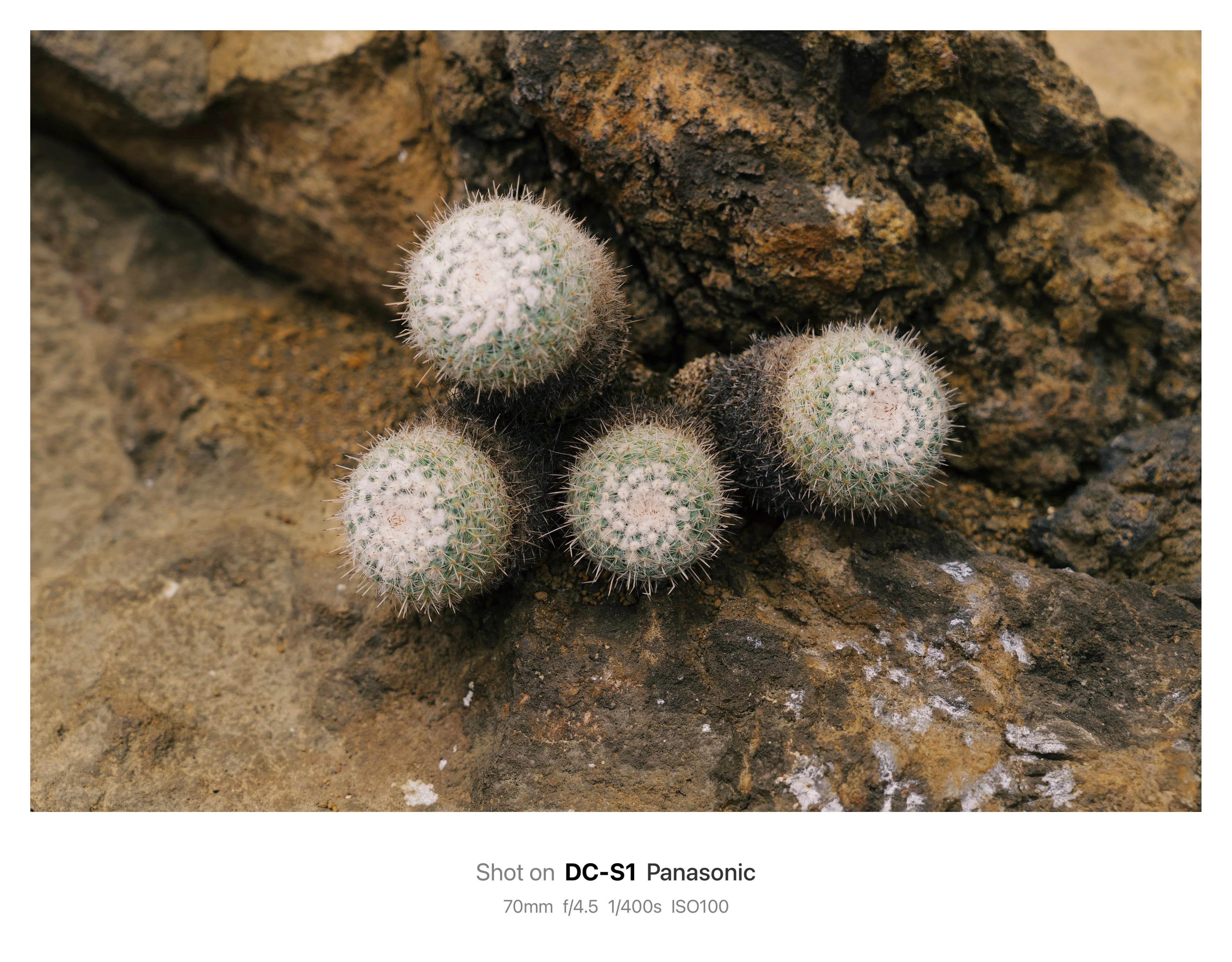 サボテンを真上から撮れ！ | SIGMA28-70mm f2.8 DG DN｜鈴木ユートピア
