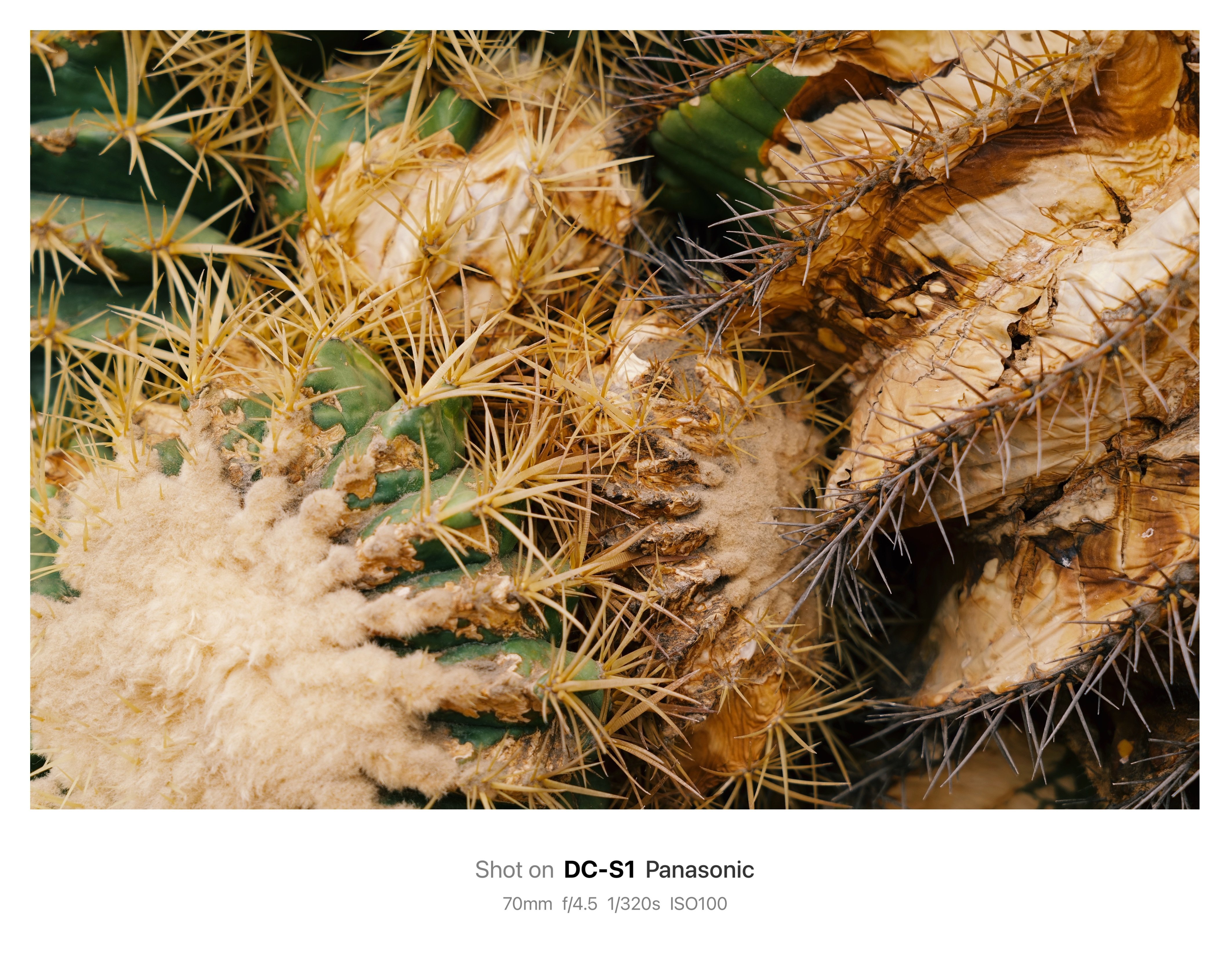 サボテンを真上から撮れ！ | SIGMA28-70mm f2.8 DG DN｜鈴木ユートピア