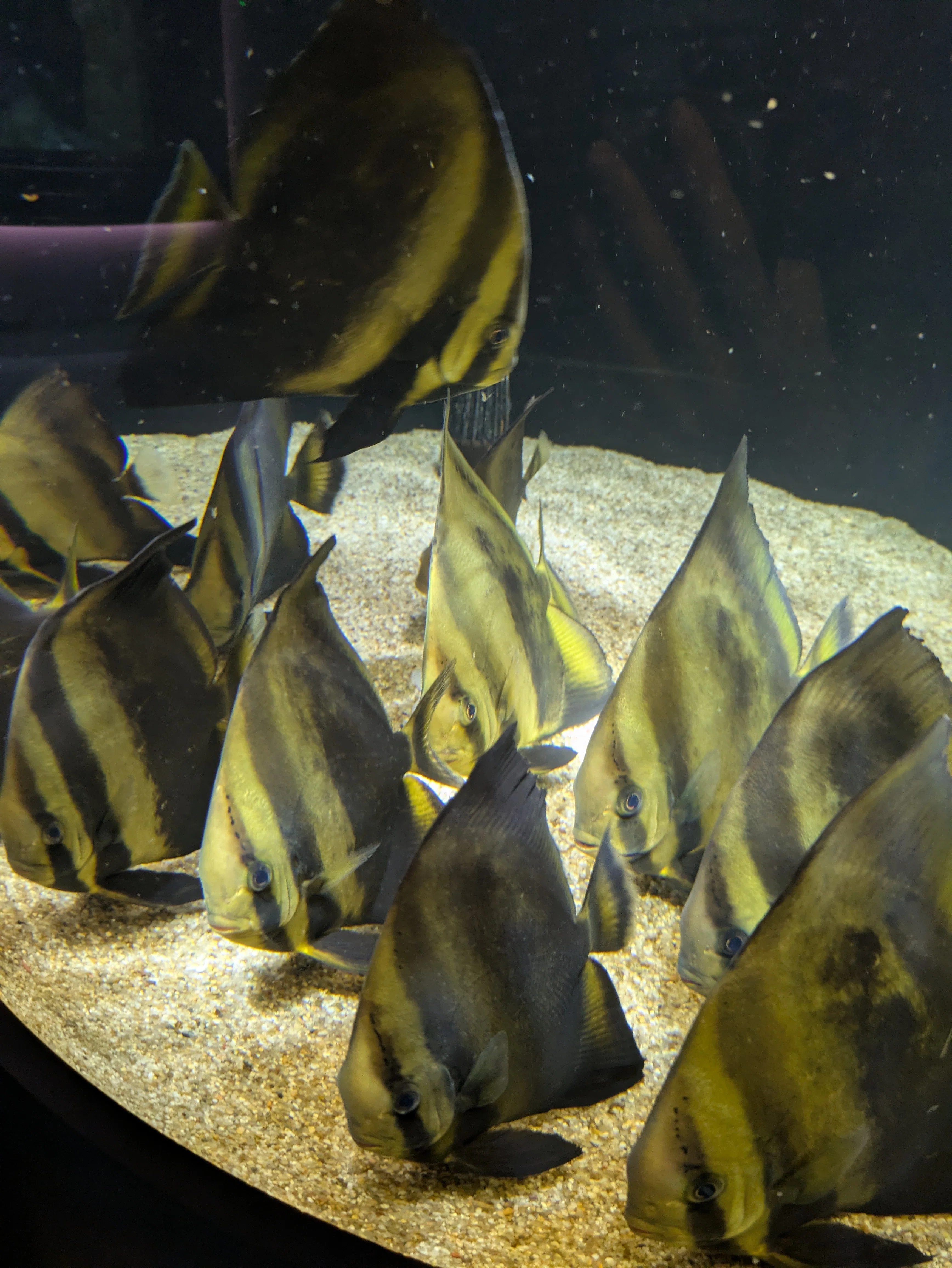 四国の水族館をめぐる旅｜ぼいど
