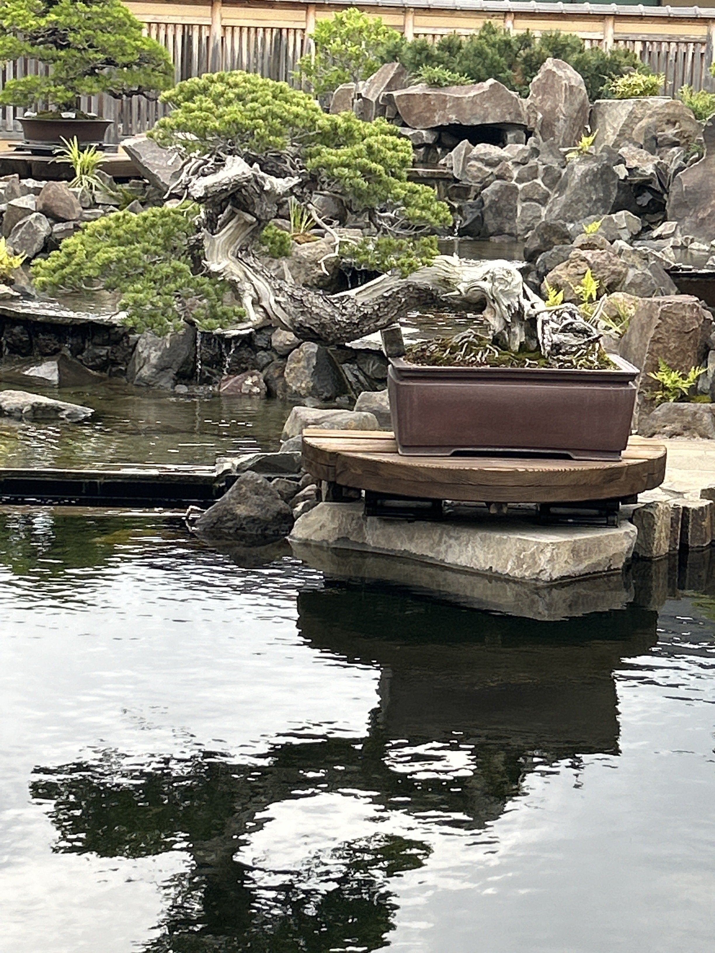 盆栽という芸術に会いに行く｜もちもち