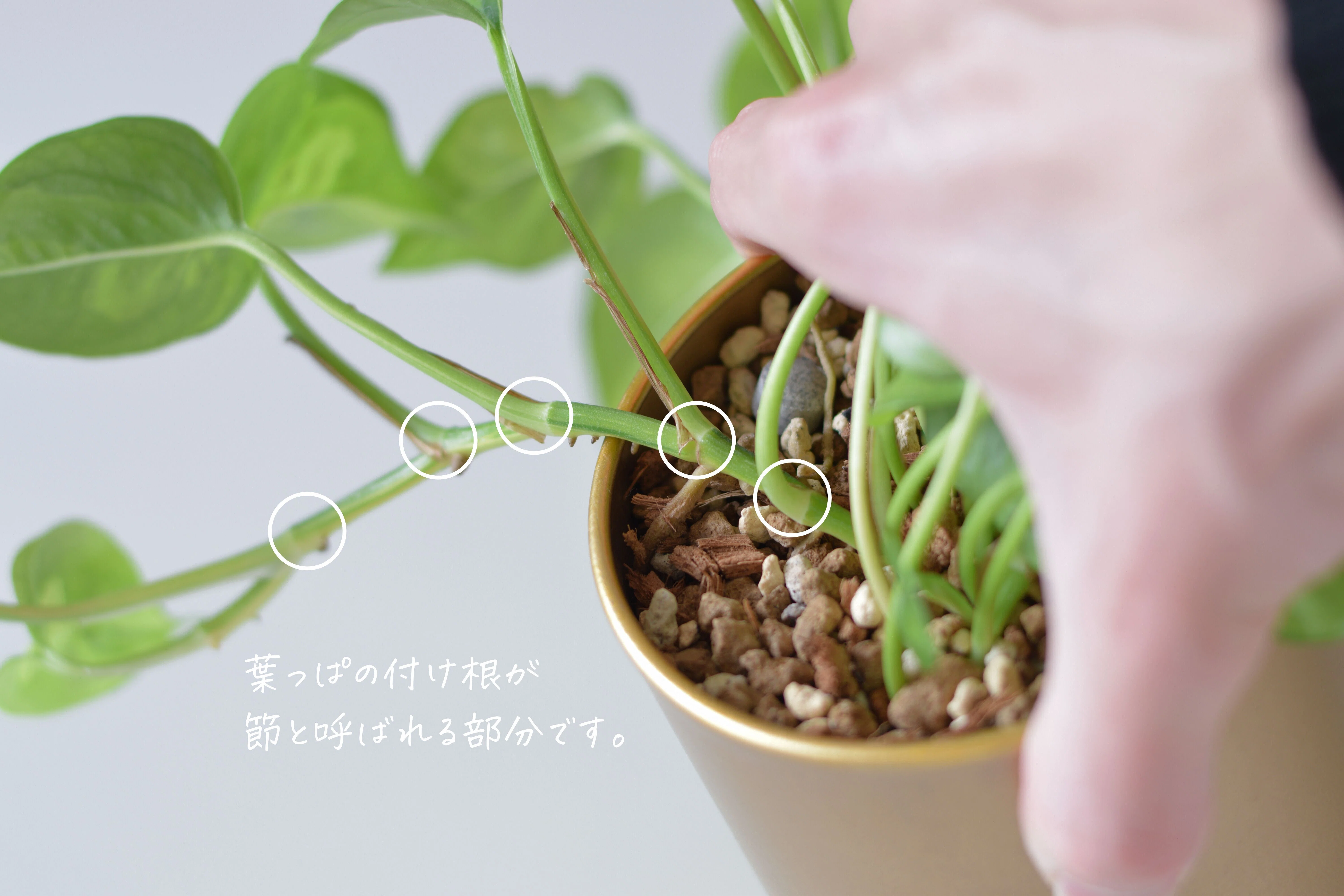 失敗しない、ポトス剪定の教科書｜かい | 観葉植物男子