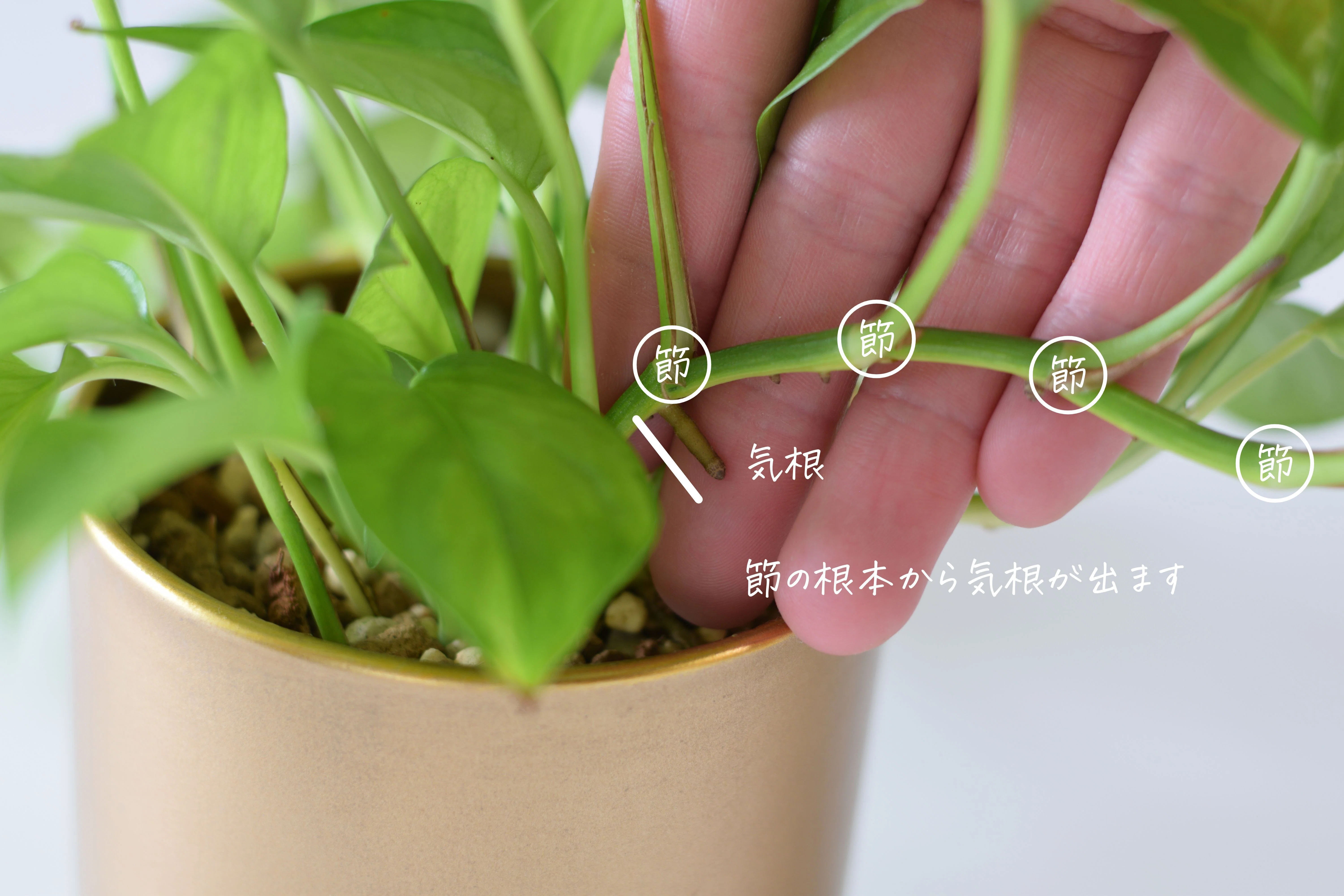 失敗しない、ポトス剪定の教科書｜かい | 観葉植物男子