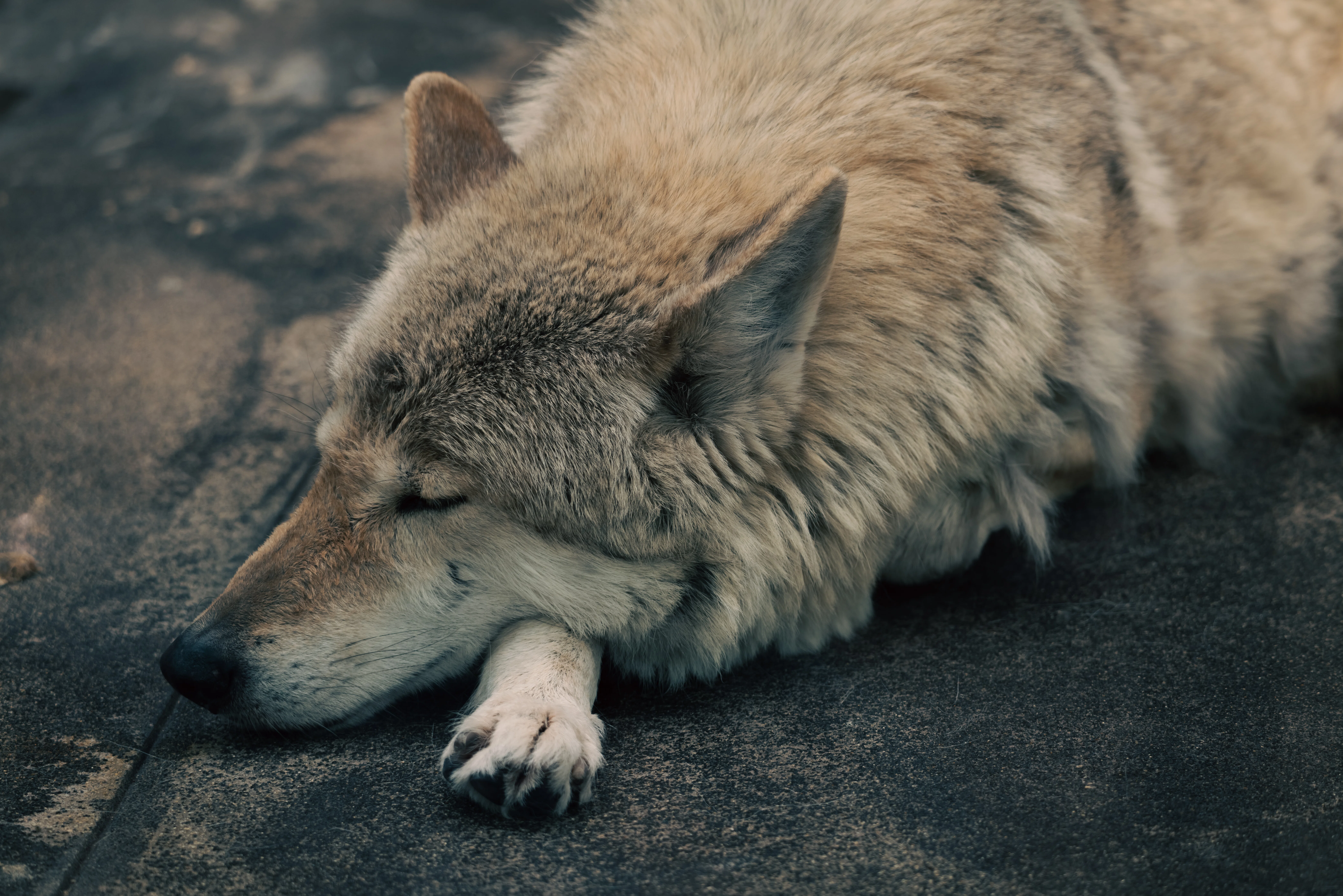 Leica SL2+SIGMA 100-400mm F5-6.3で撮る天王寺動物園｜ざりお