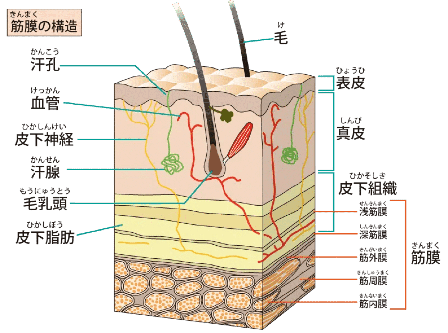 楽天市場】筋膜系の機能解剖アトラスの通販 筋膜系の機能