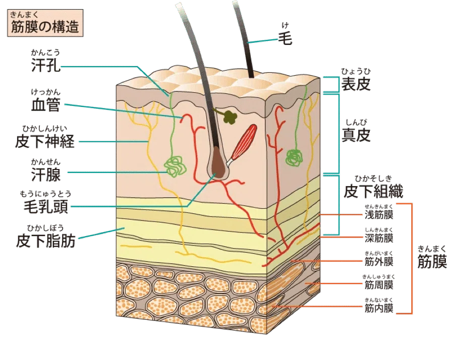 筋膜の機能解剖学と臨床応用｜理学療法士による臨床のためのnote
