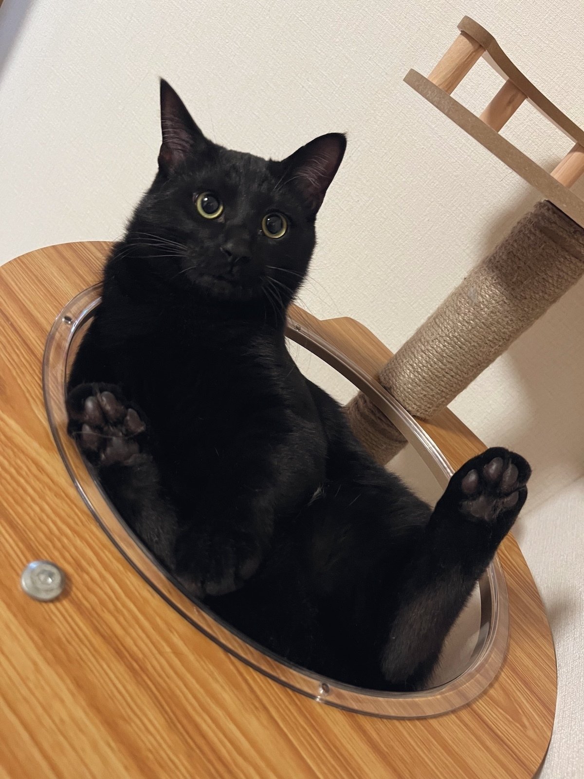 うちにも派遣してほしい！」慣れた手つきでエアコンを点検する猫の姿に