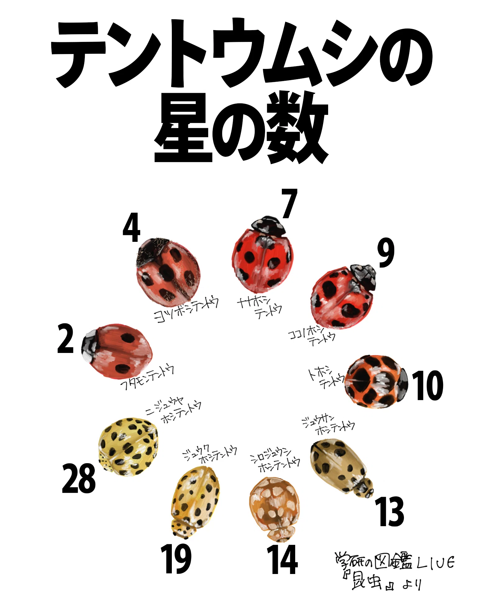 テントウムシの星の数｜くますけ｜自然ガイド・クリエイター