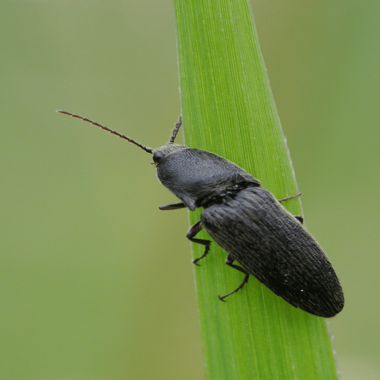 クロクシコメツキ｜INSETTO