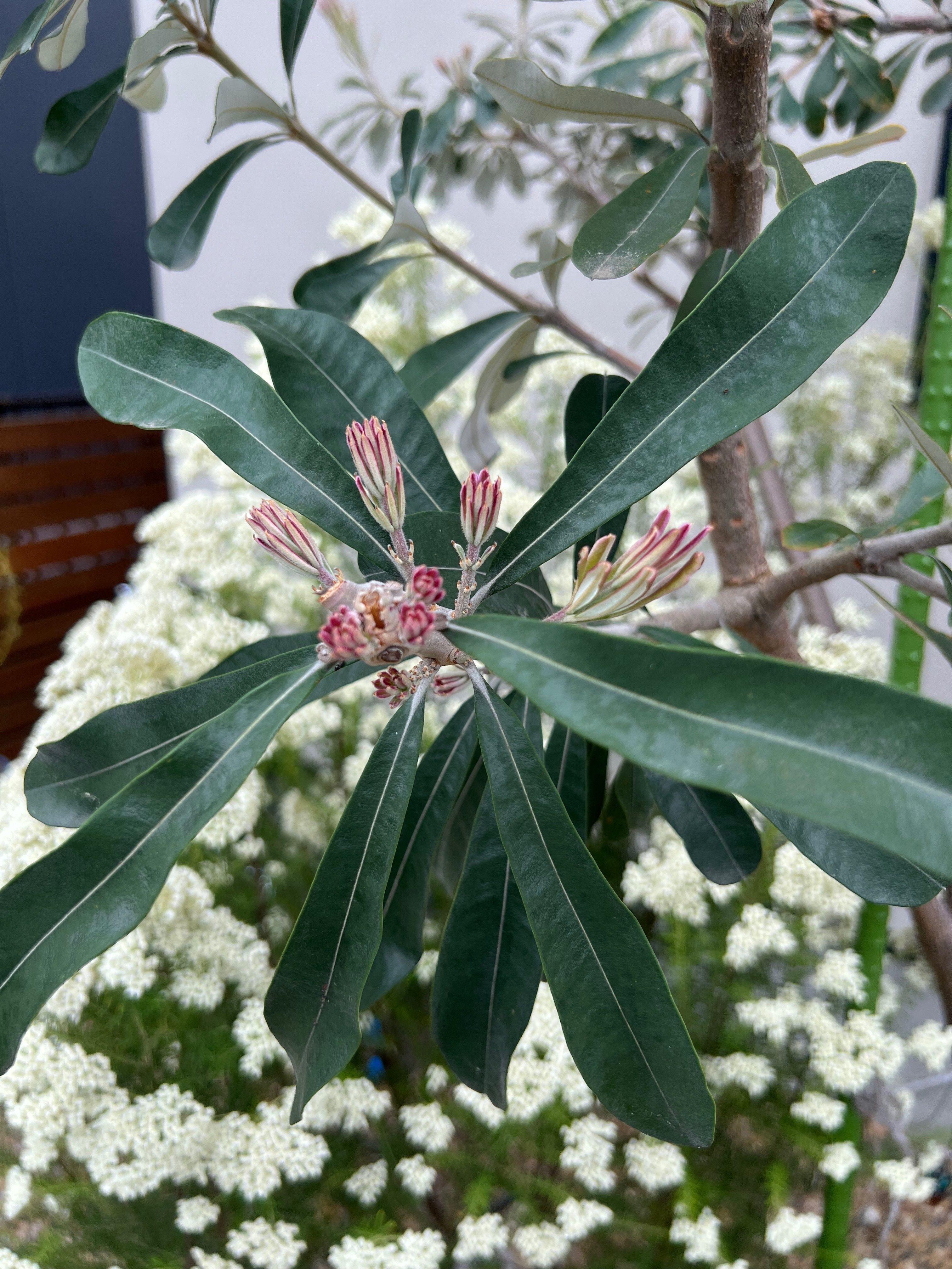 コーストバンクシア・オージープランツ・ ロックガーデン コーストバンクシア・オージープランツ・ ロックガーデン②