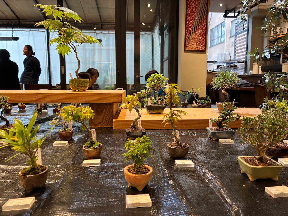 ミニ盆栽のイベント「裏盆フェス'25」｜魚住 陽向 ＝ 東京キャスケット舎