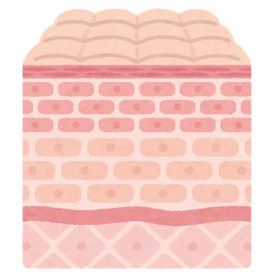 The Important Roles of Skin｜【公式】ナチュラルマッスル
