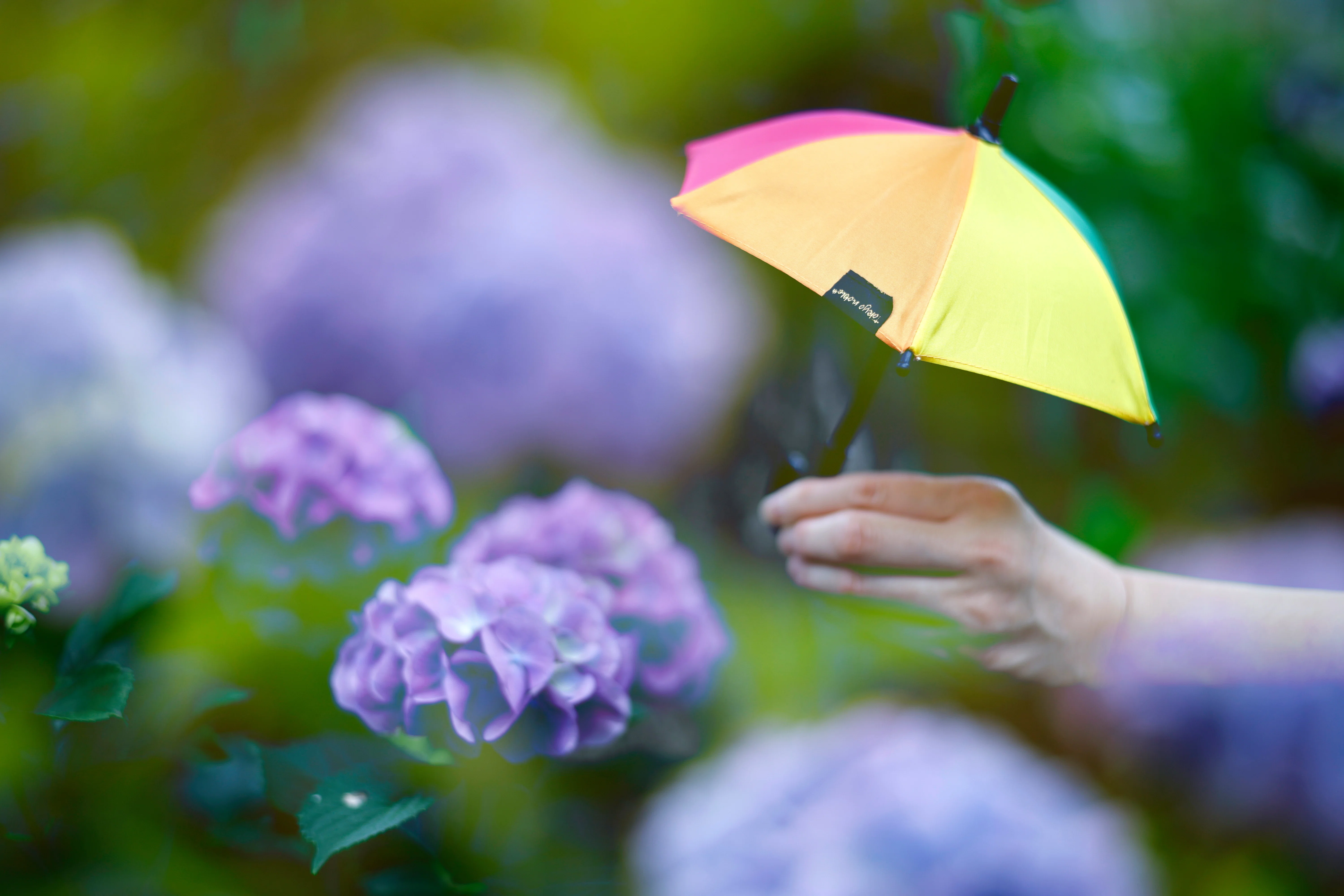 Held on 6/15 & 21] Early Summer Hydrangea Photo Session｜金森玲奈