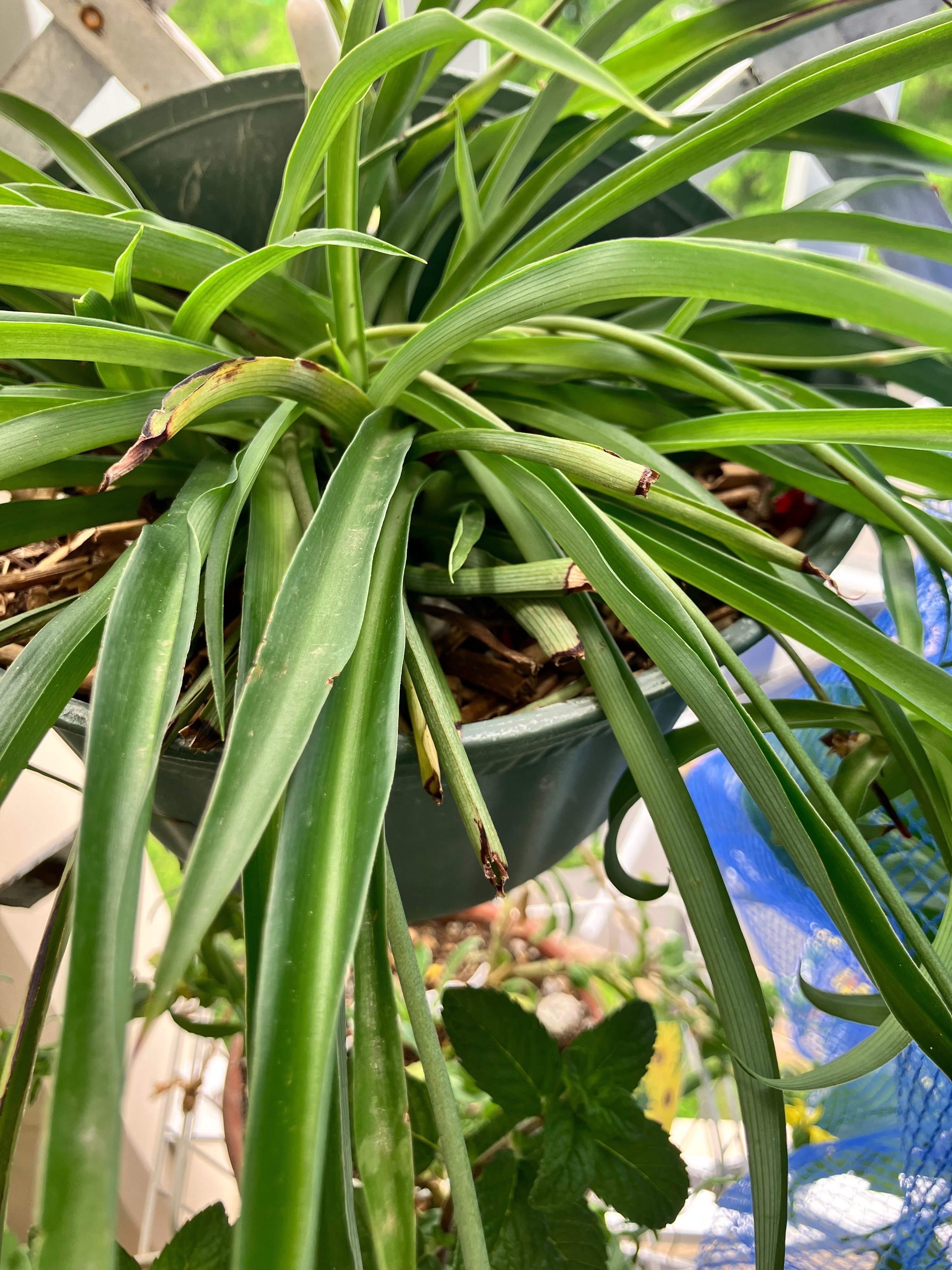 班入りオリヅルラン　中〜大苗 班入りオリヅルラン 中〜大苗 オリヅルラン｜めぐさん