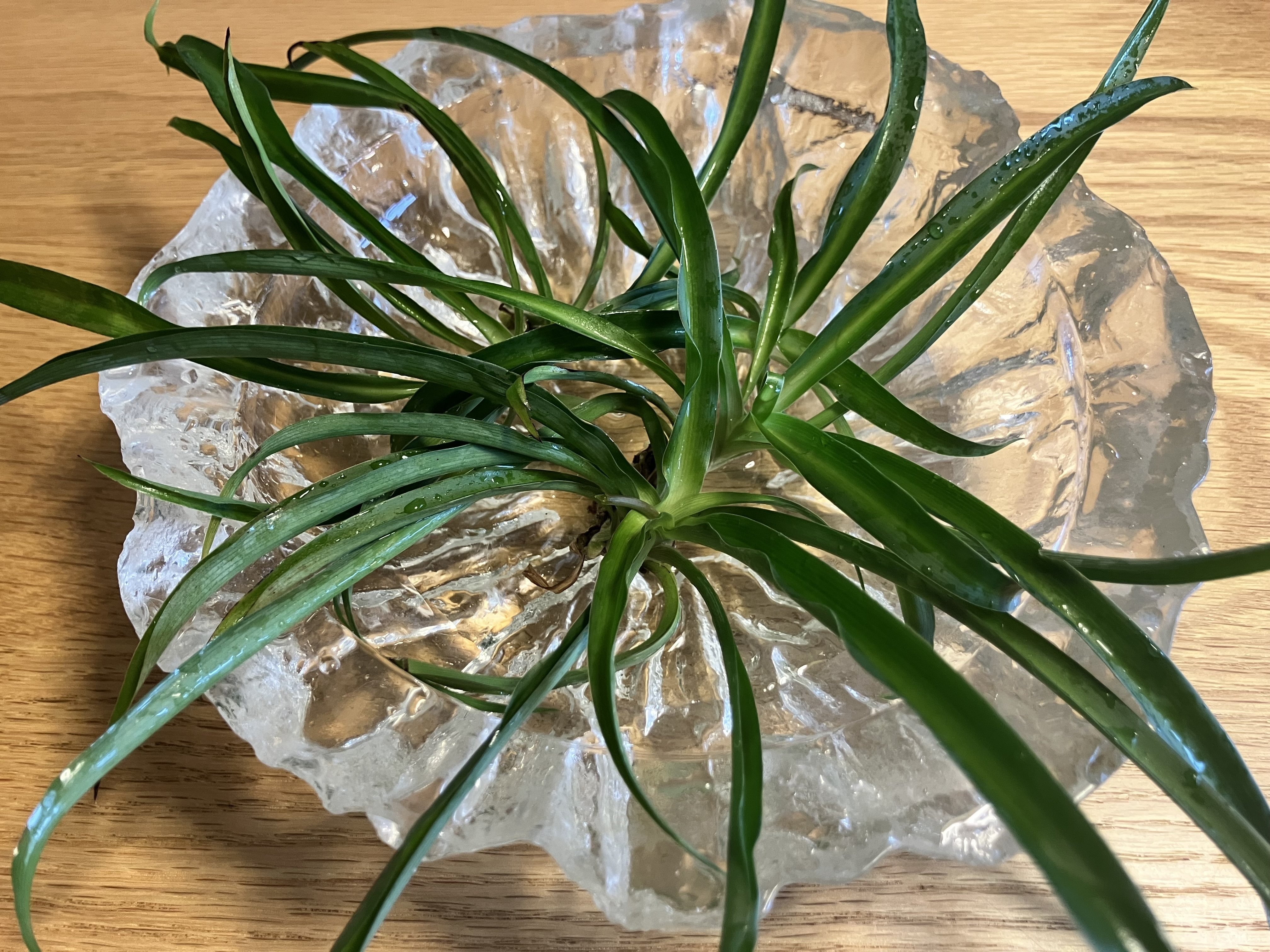 オリヅルラン｜めぐさん