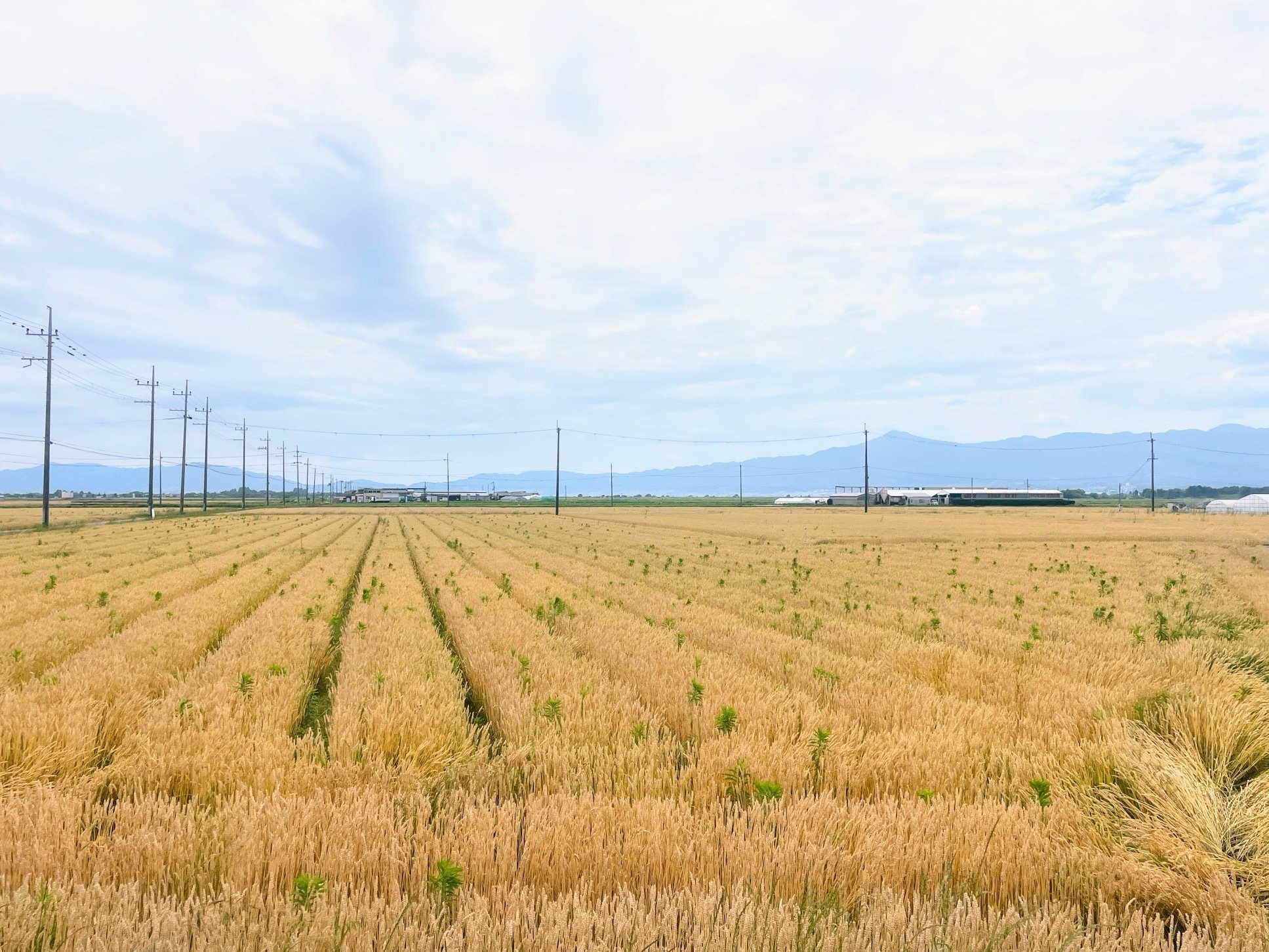 戦後日本画壇の風雲児 日本画家・横山操展 ／佐川美術館｜美術館とお寺と猫
